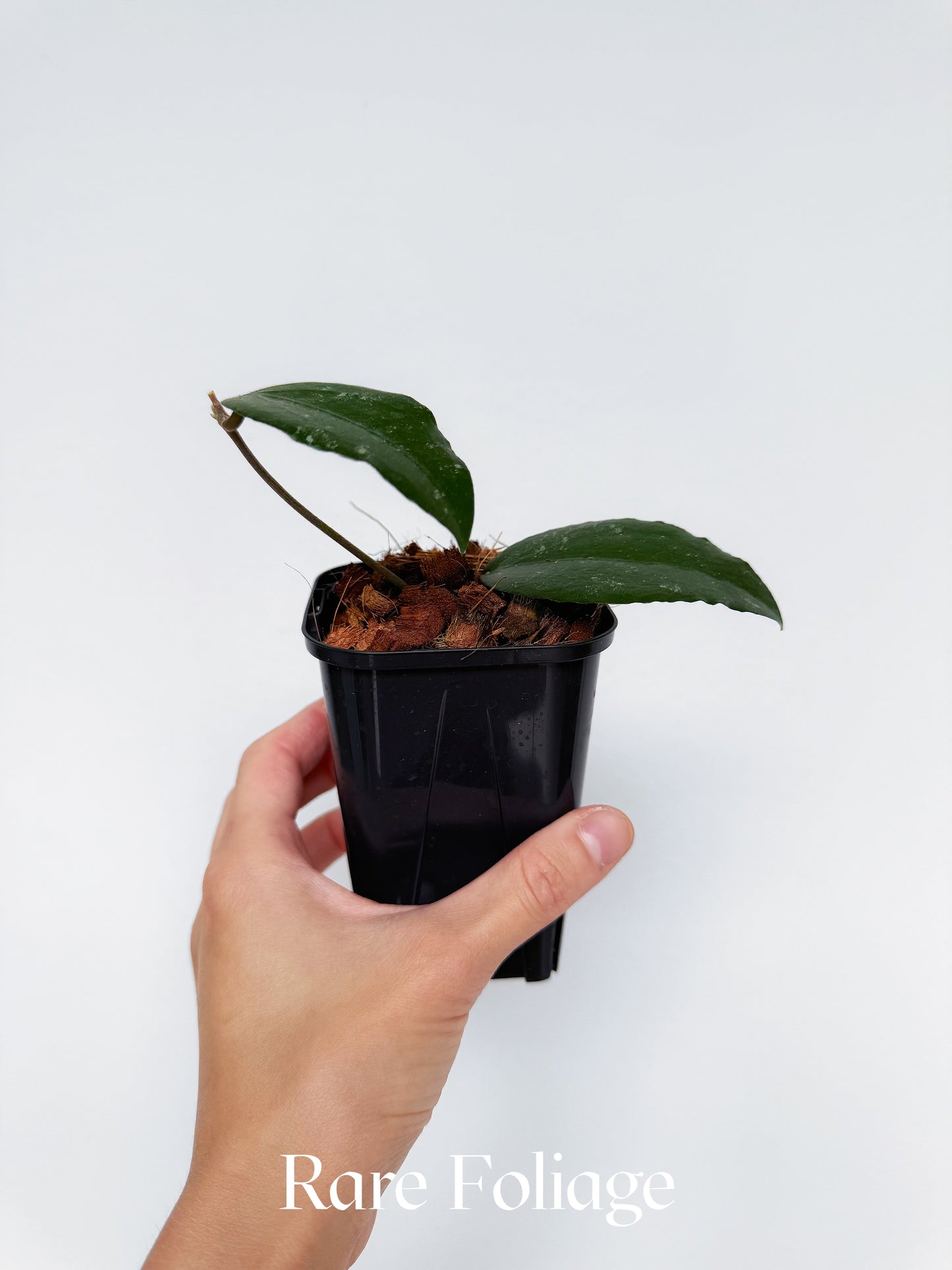 Hoya LP006 (Hoya Erythrina x Caudata) 3"