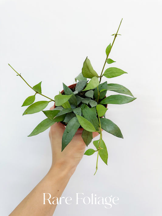 Hoya Lacunosa Mint 4"