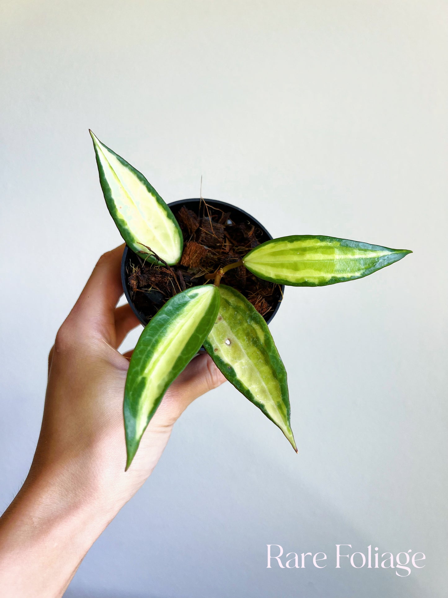 Hoya Latifolia Pot of Gold 3"