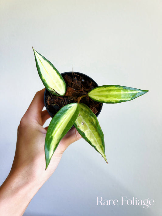 Hoya Latifolia Pot of Gold 3"