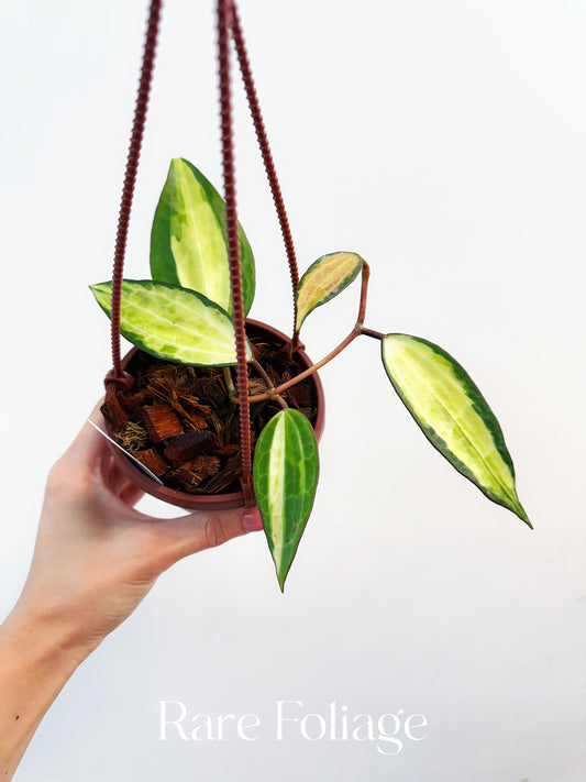 Hoya Latifolia Pot of Gold 4"