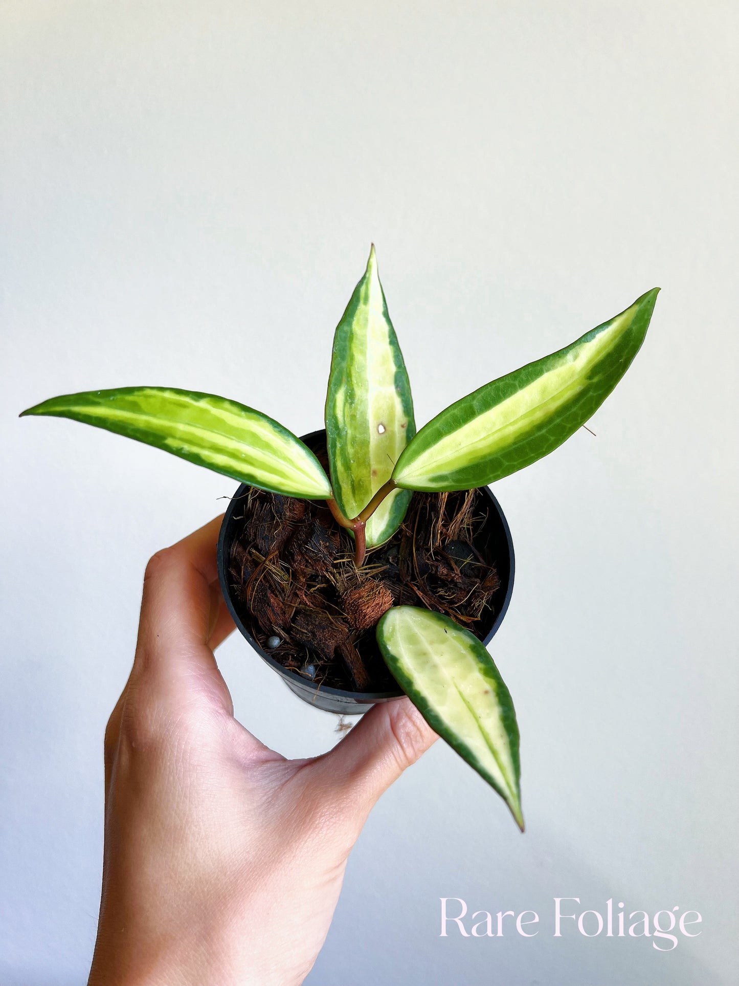 Hoya Latifolia Pot of Gold 3"