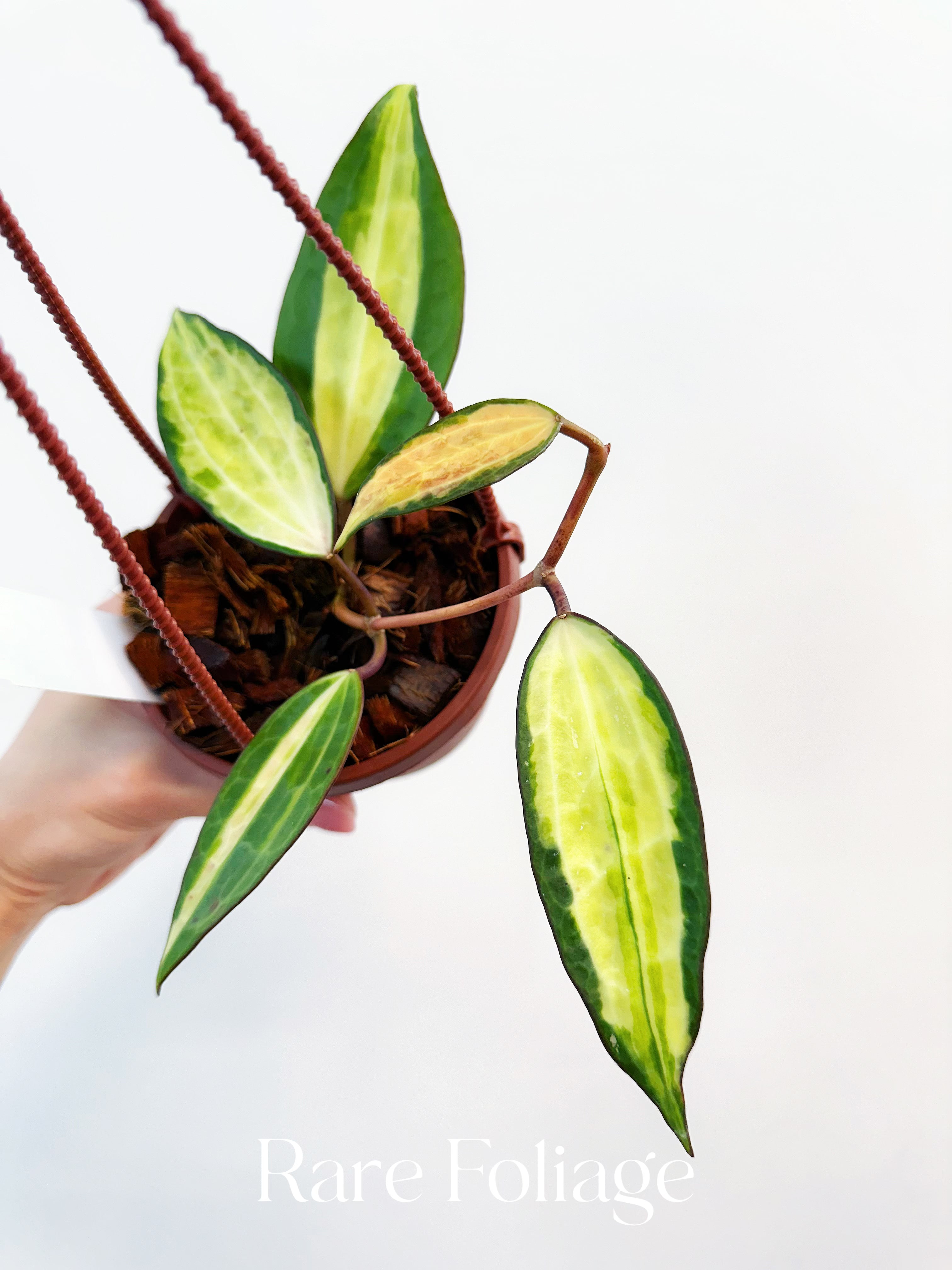 Hoya Latifolia Pot of Gold - Thumbnail 2