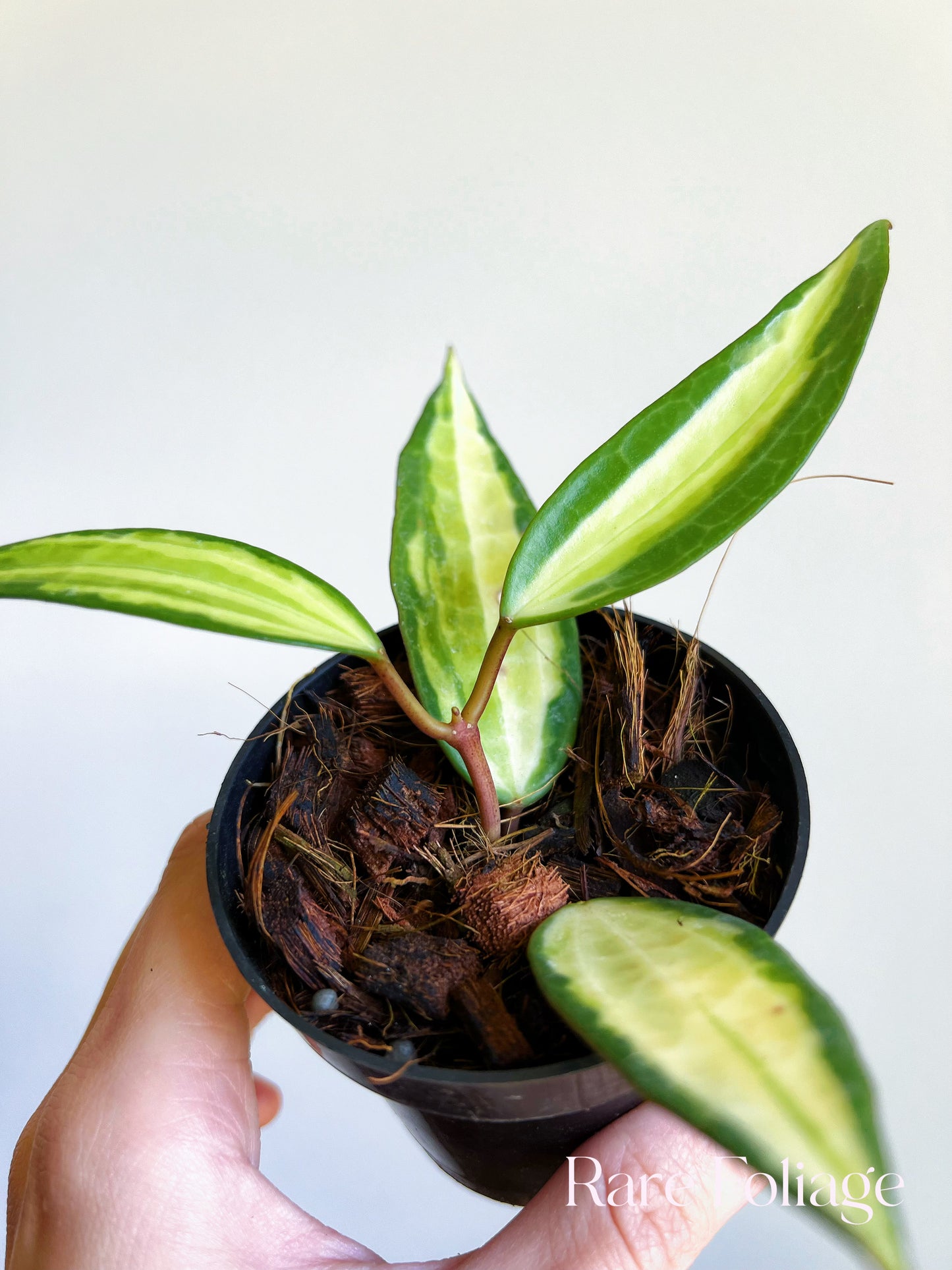 Hoya Latifolia Pot of Gold 3"