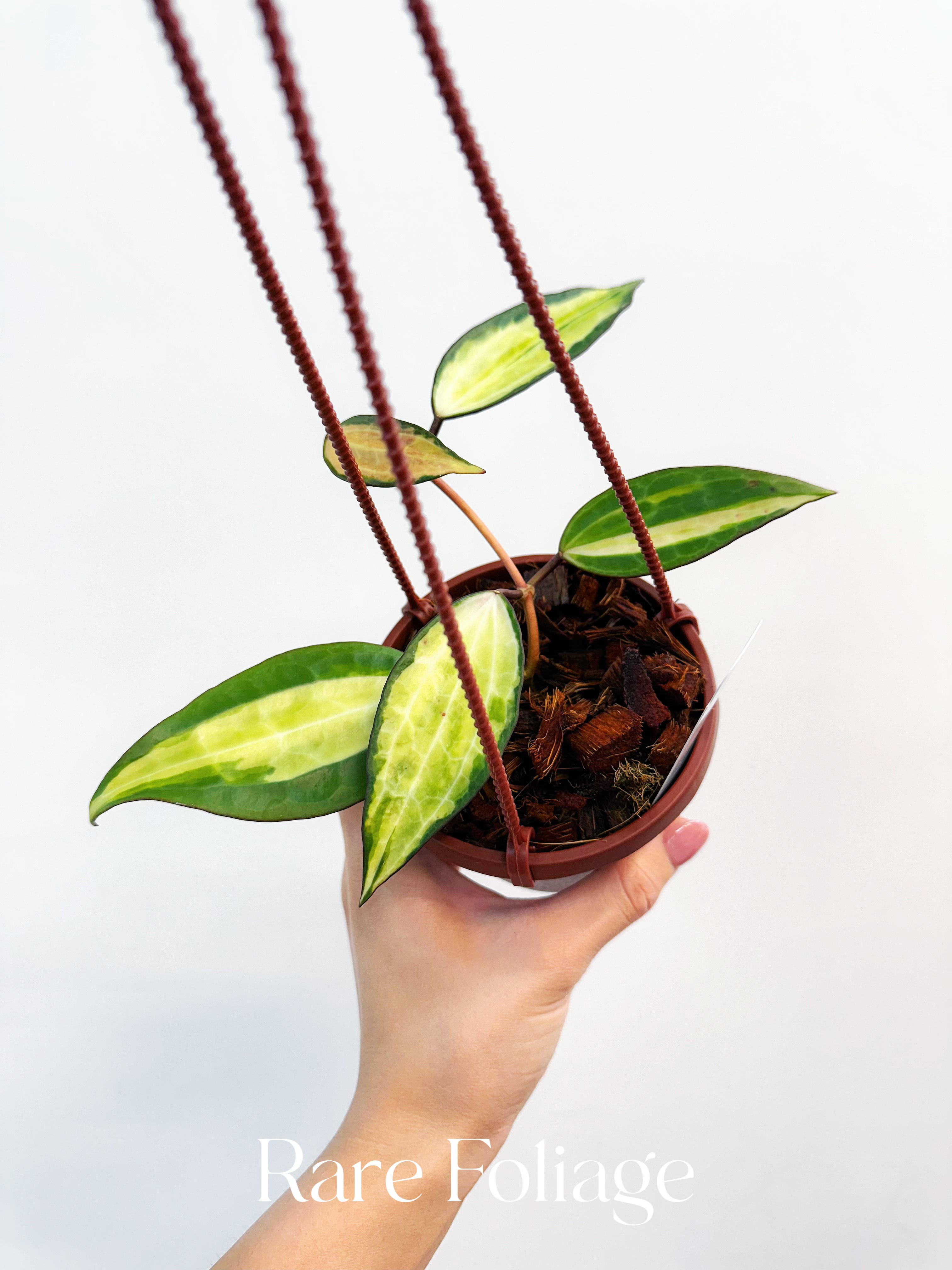 Hoya Latifolia Pot of Gold - Thumbnail 4