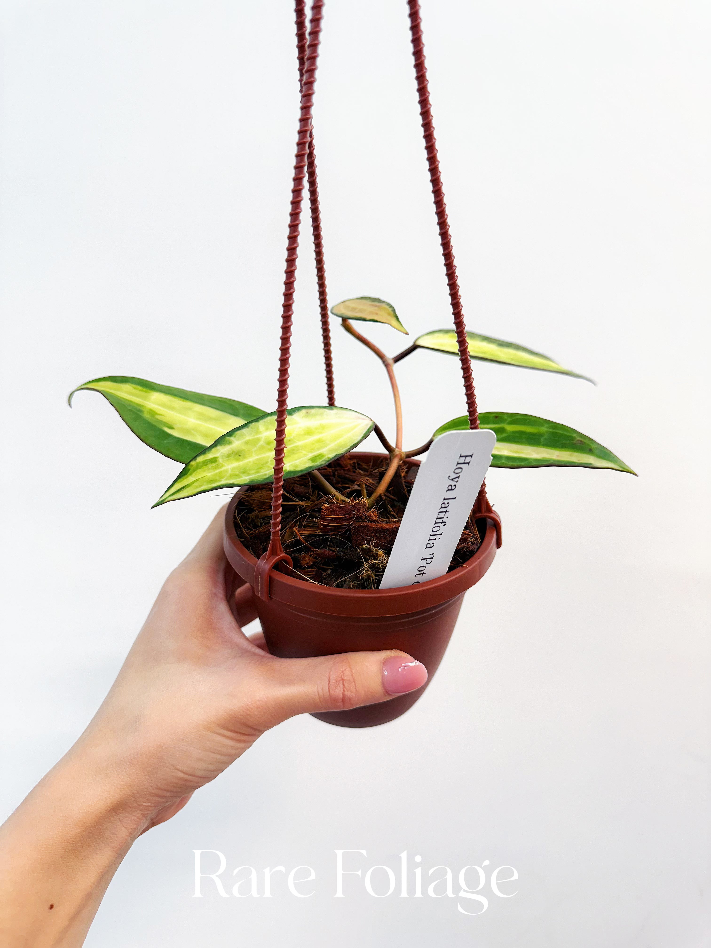 Hoya Latifolia Pot of Gold