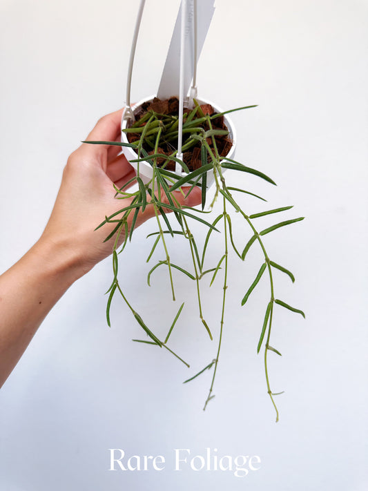 Hoya Linearis 3" Hanging Basket
