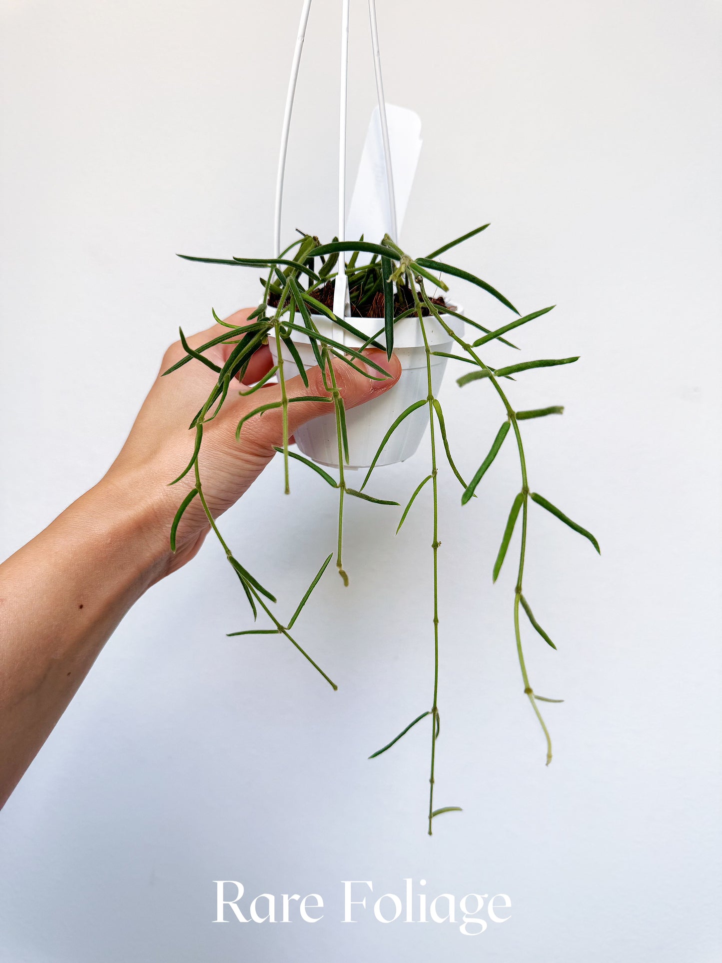 Hoya Linearis 3" Hanging Basket
