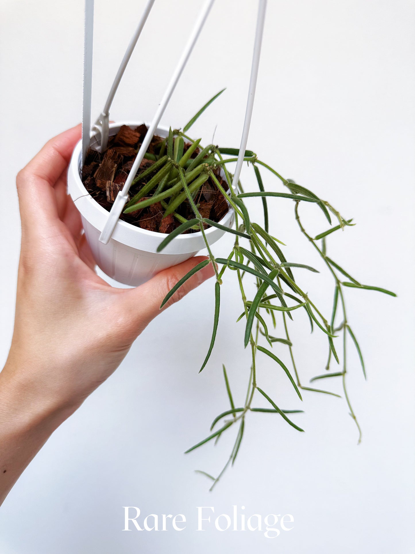 Hoya Linearis 3" Hanging Basket