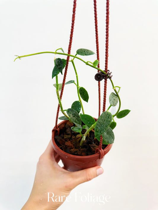 Hoya Lithophytica 4" Hanging Basket