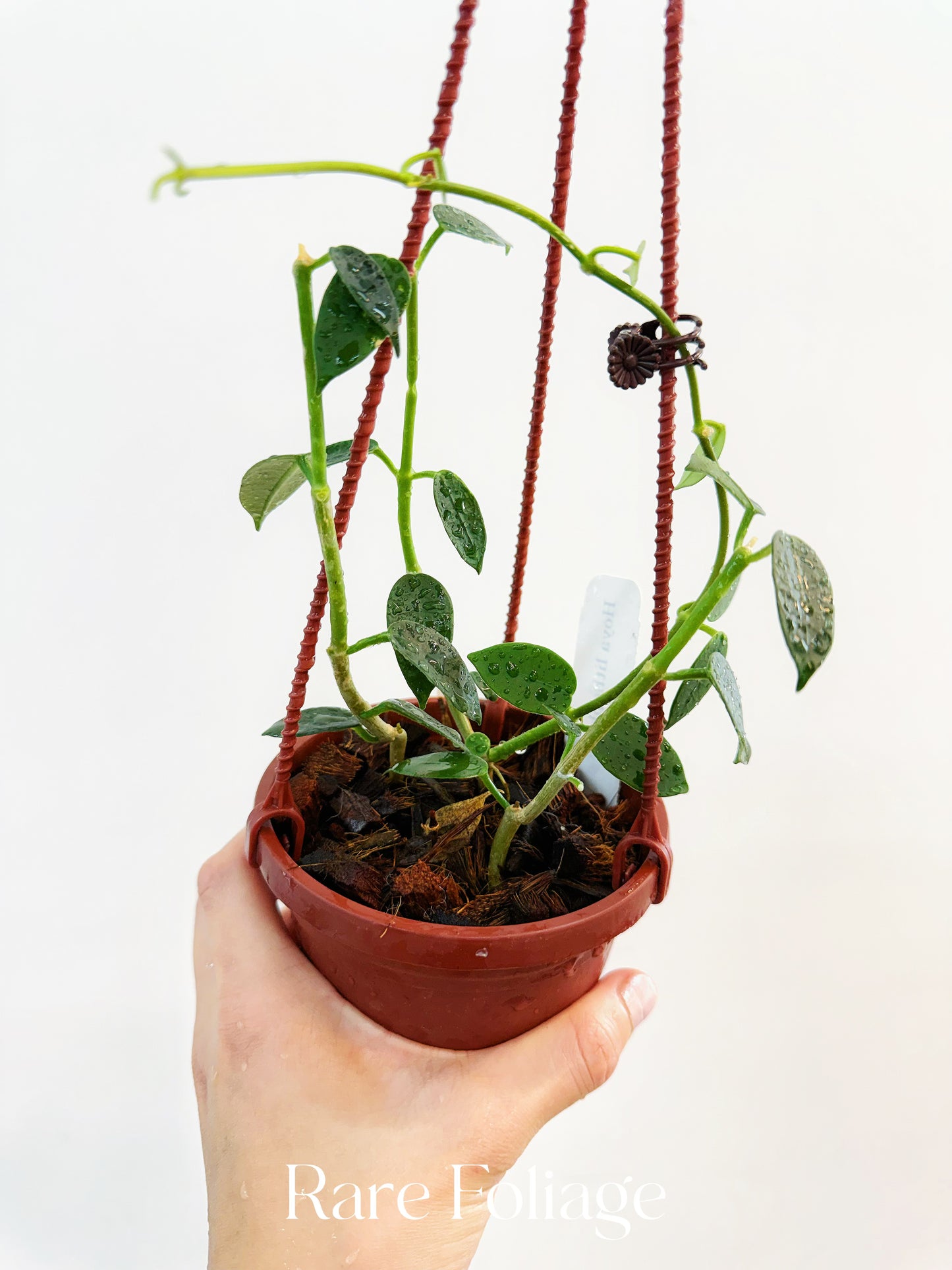 Hoya Lithophytica 4" Hanging Basket