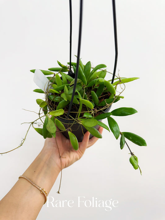 Hoya Loheri 5" Hanging Basket