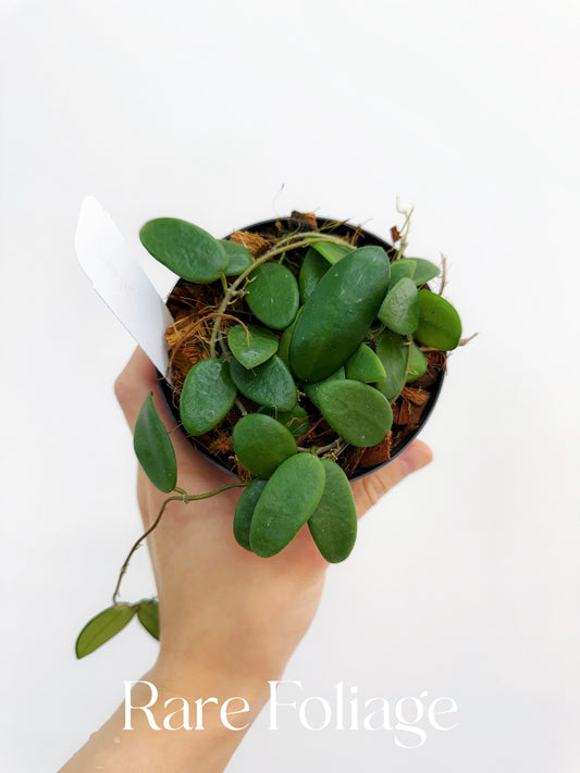 Hoya Lyi 4”