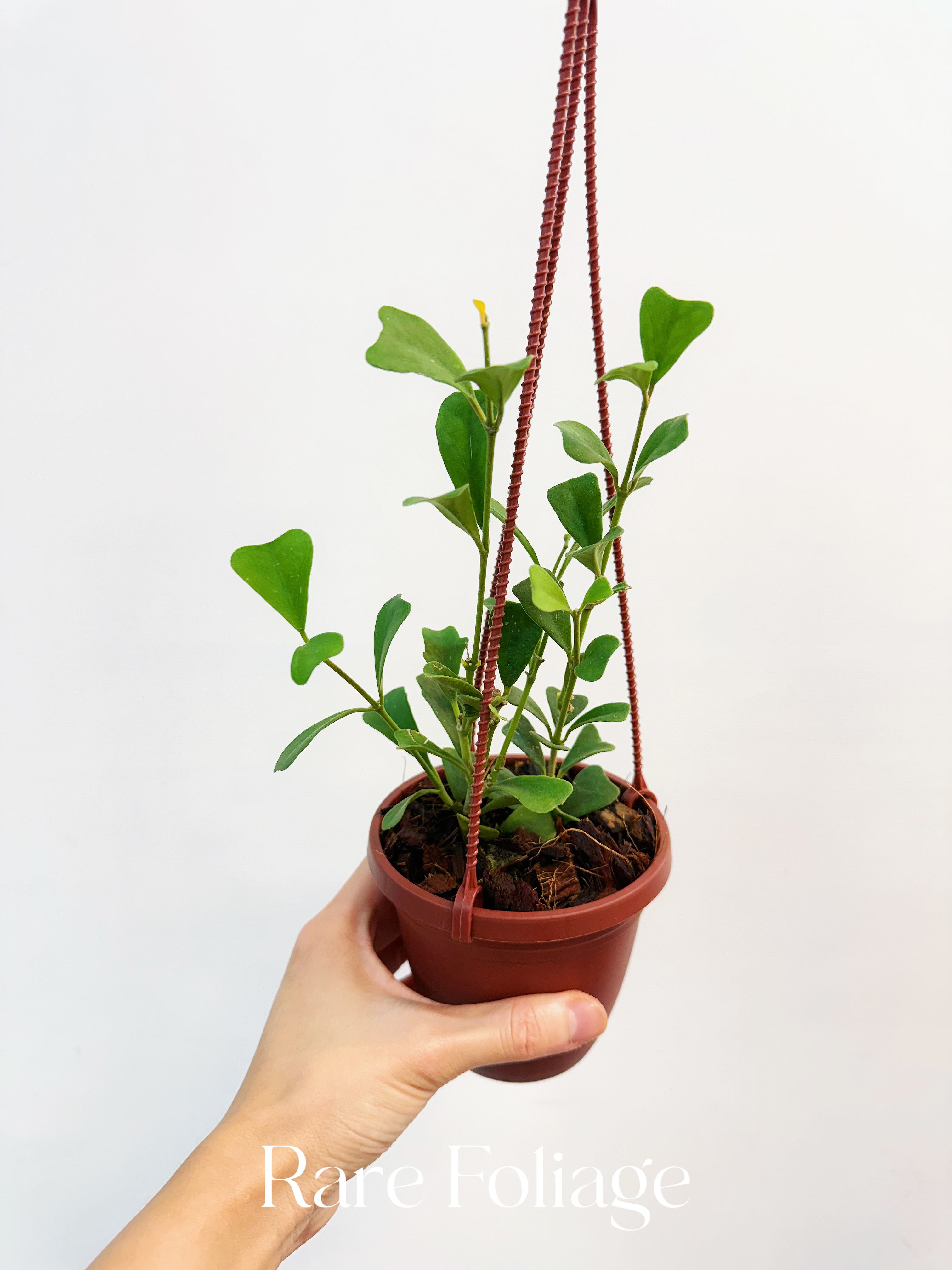 Hoya Manipurensis - Thumbnail 2