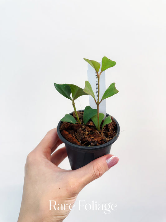 Hoya Manipurensis 3"