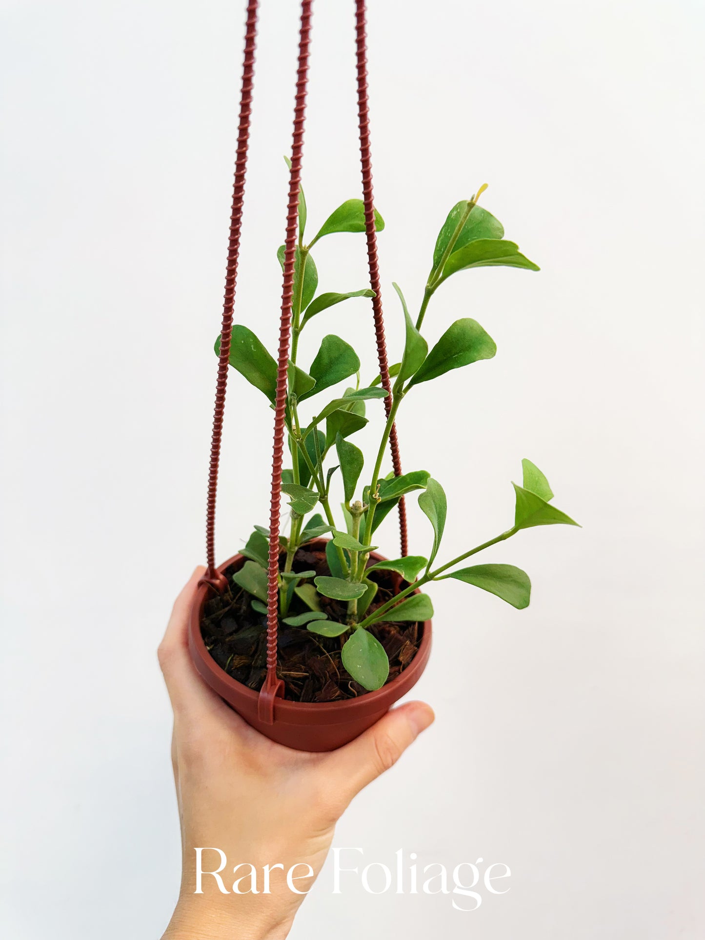 Hoya Manipurensis 4”