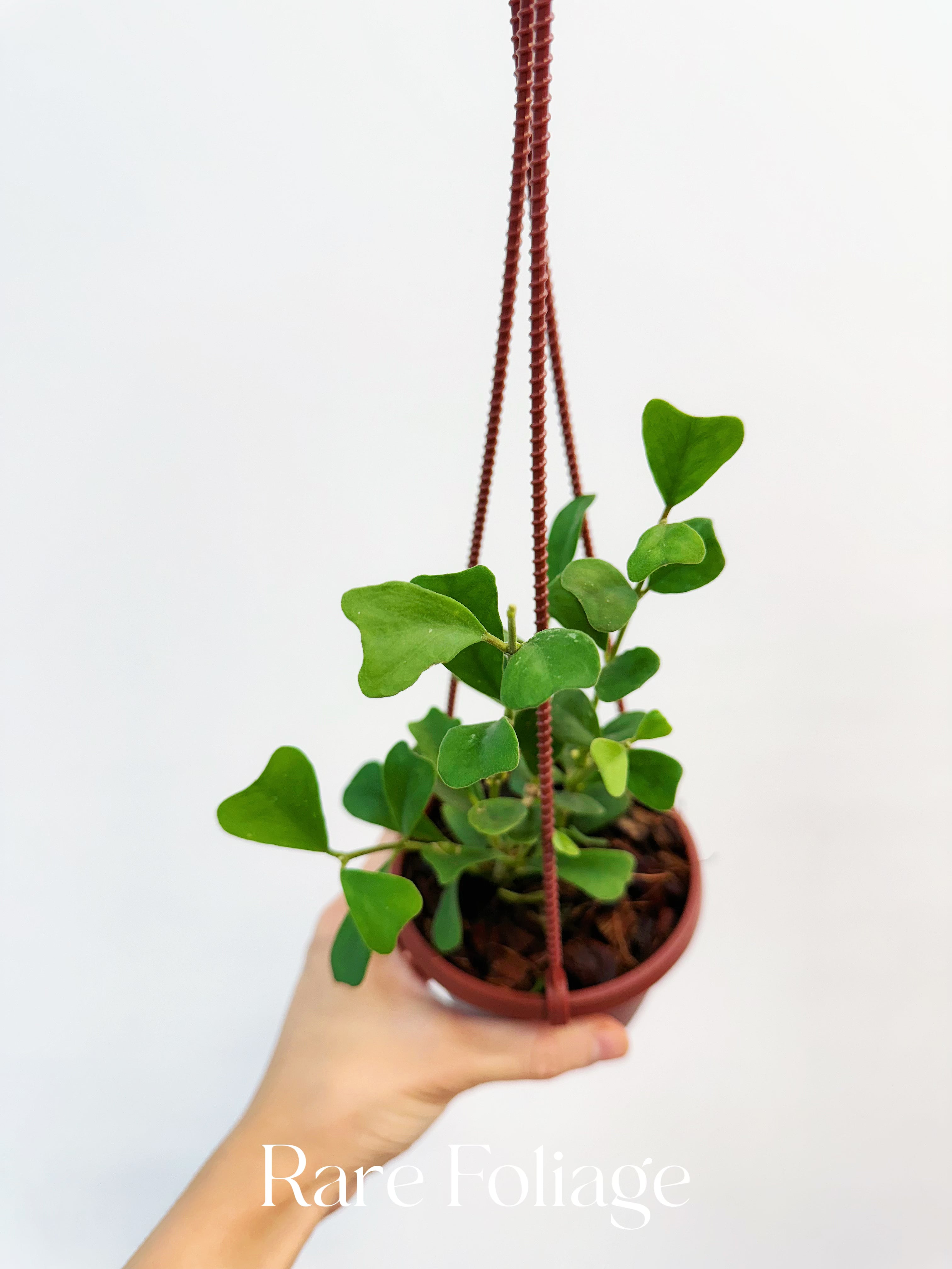 Hoya Manipurensis - Thumbnail 3