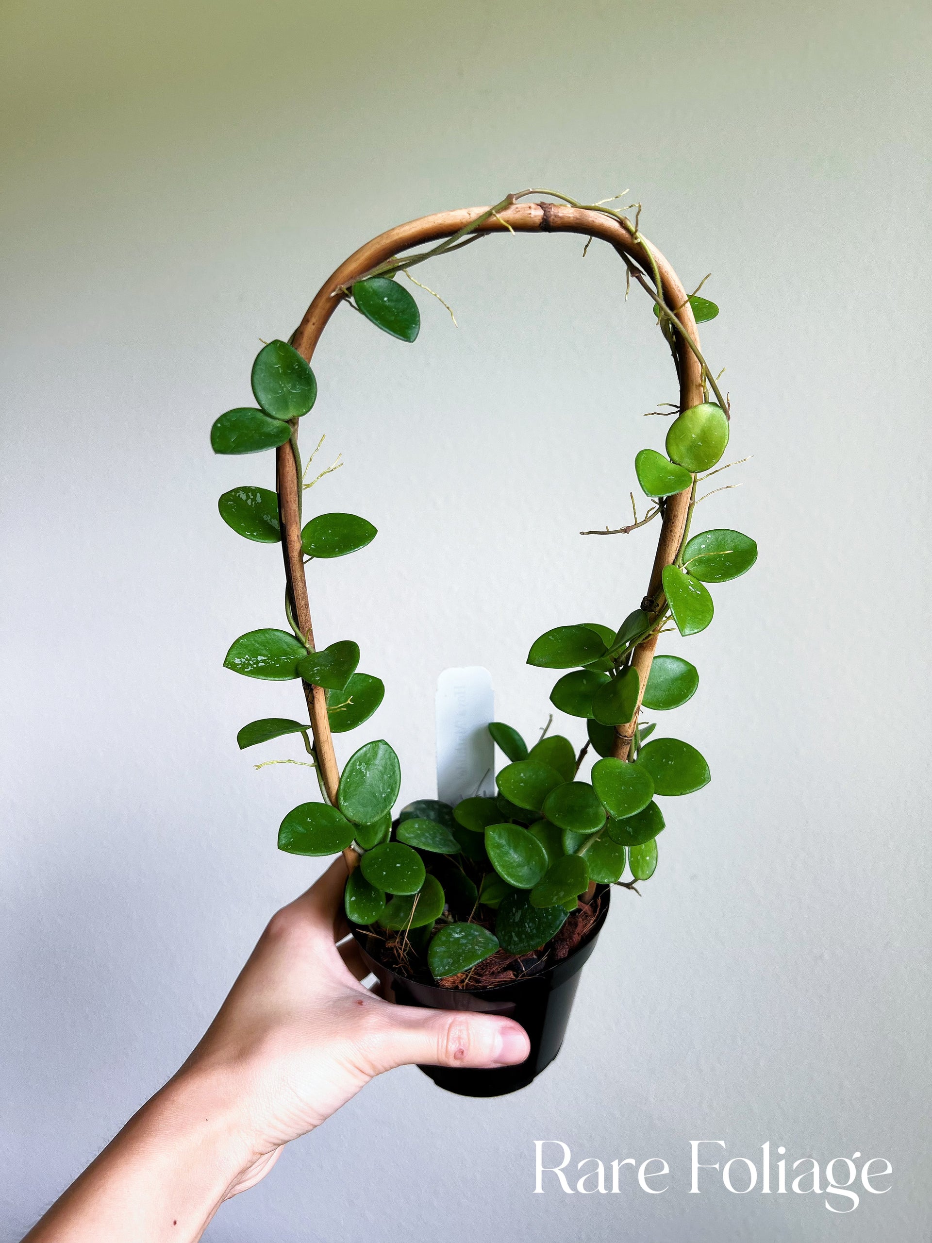 hoya plant trellis Hoya Mathilde 4