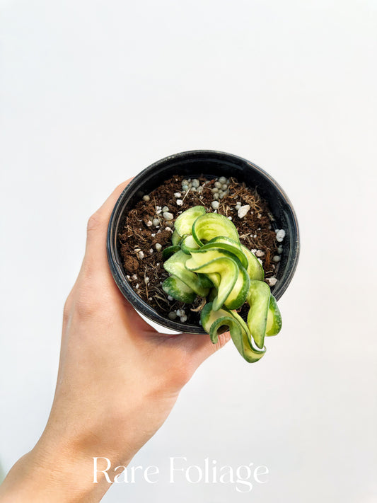 Hoya Compacta Mauna Loa Inner Variegated 4”