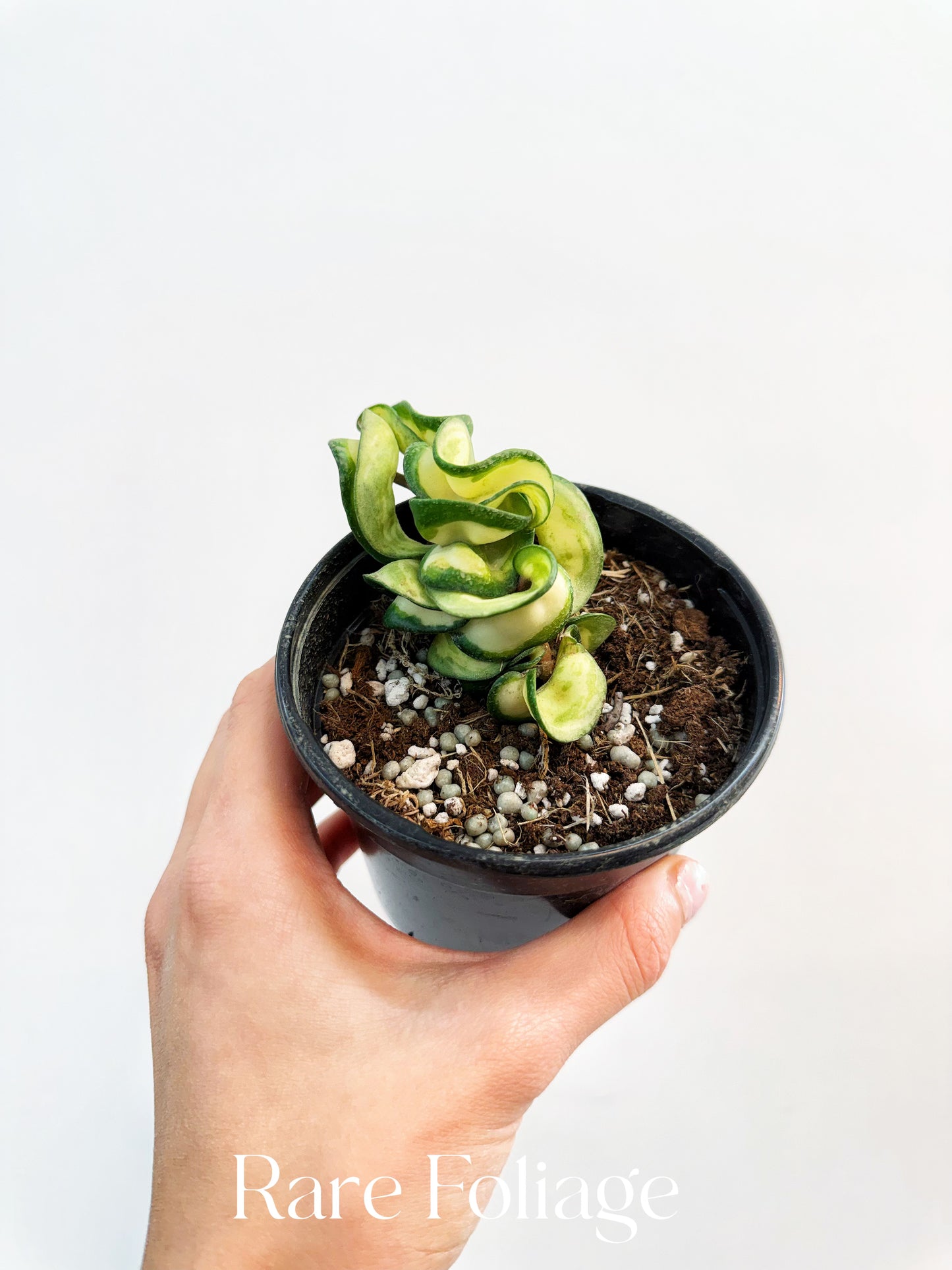 Hoya Compacta Mauna Loa Inner Variegated 4”