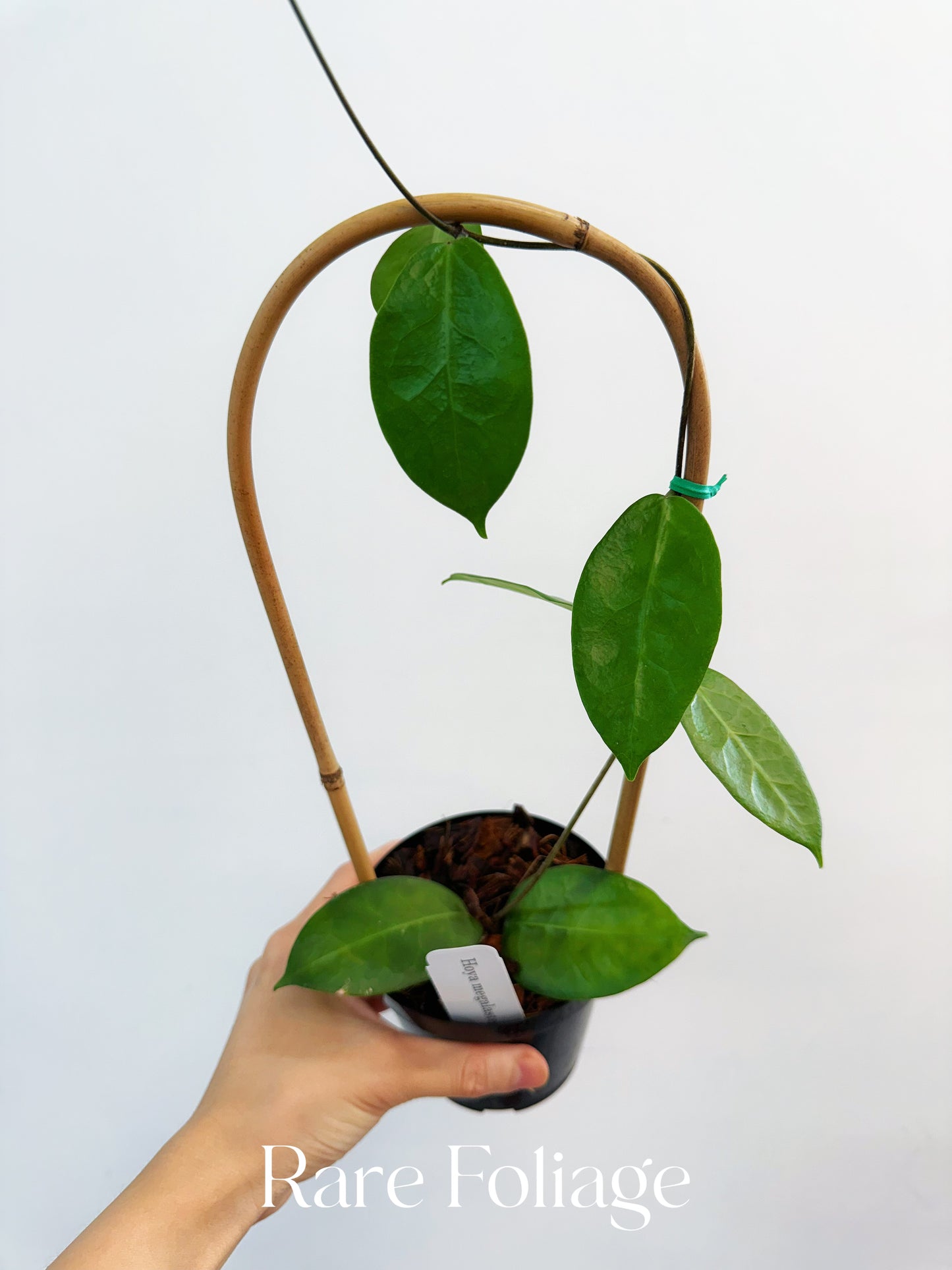 Hoya Megalaster x Self Trellis 4"