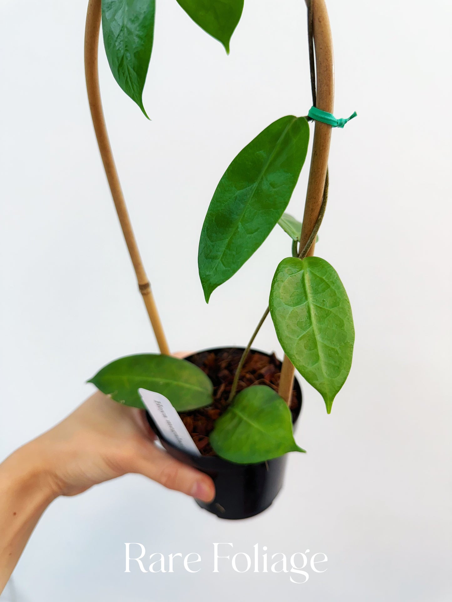 Hoya Megalaster x Self Trellis 4"