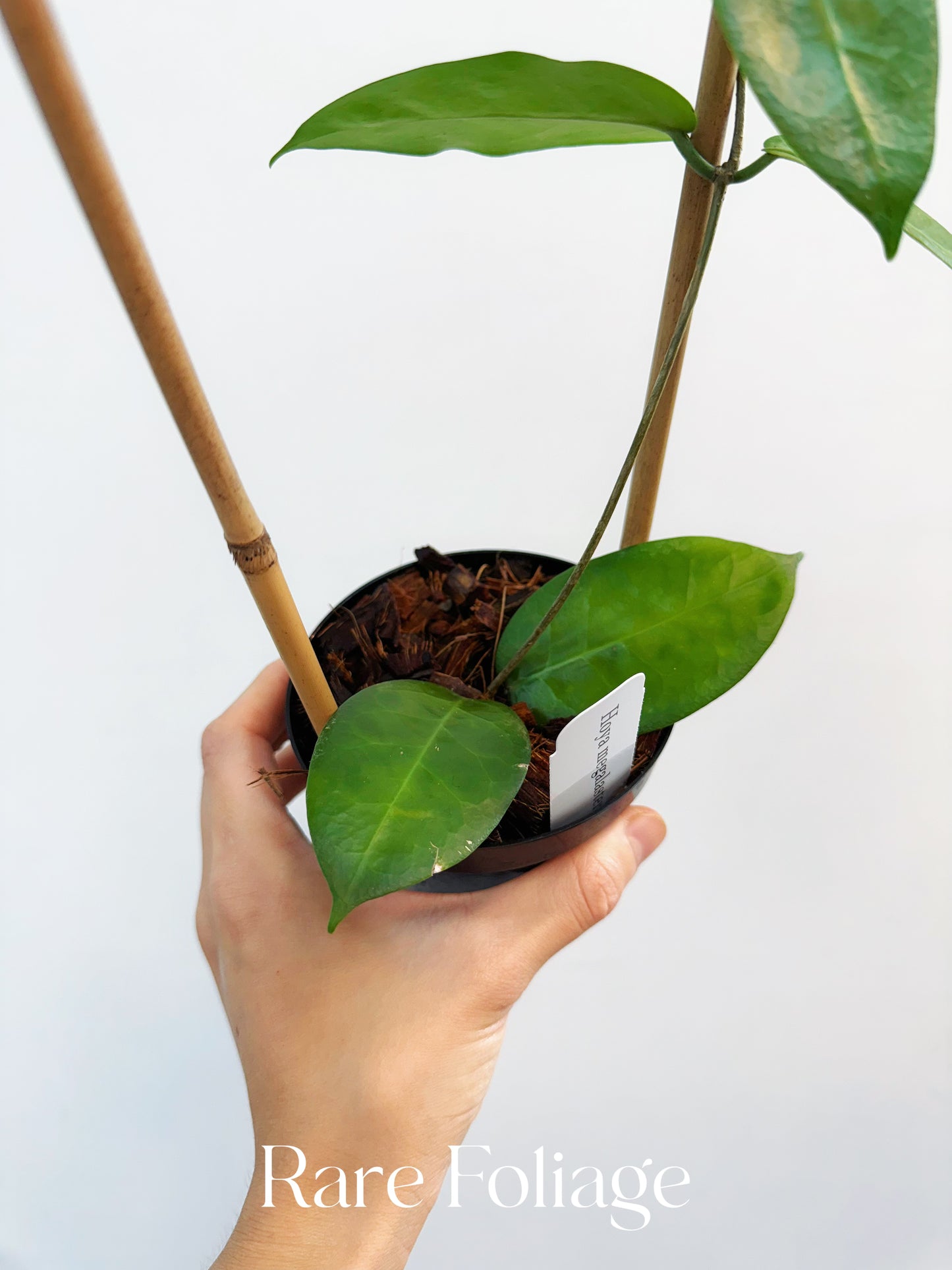 Hoya Megalaster x Self Trellis 4"