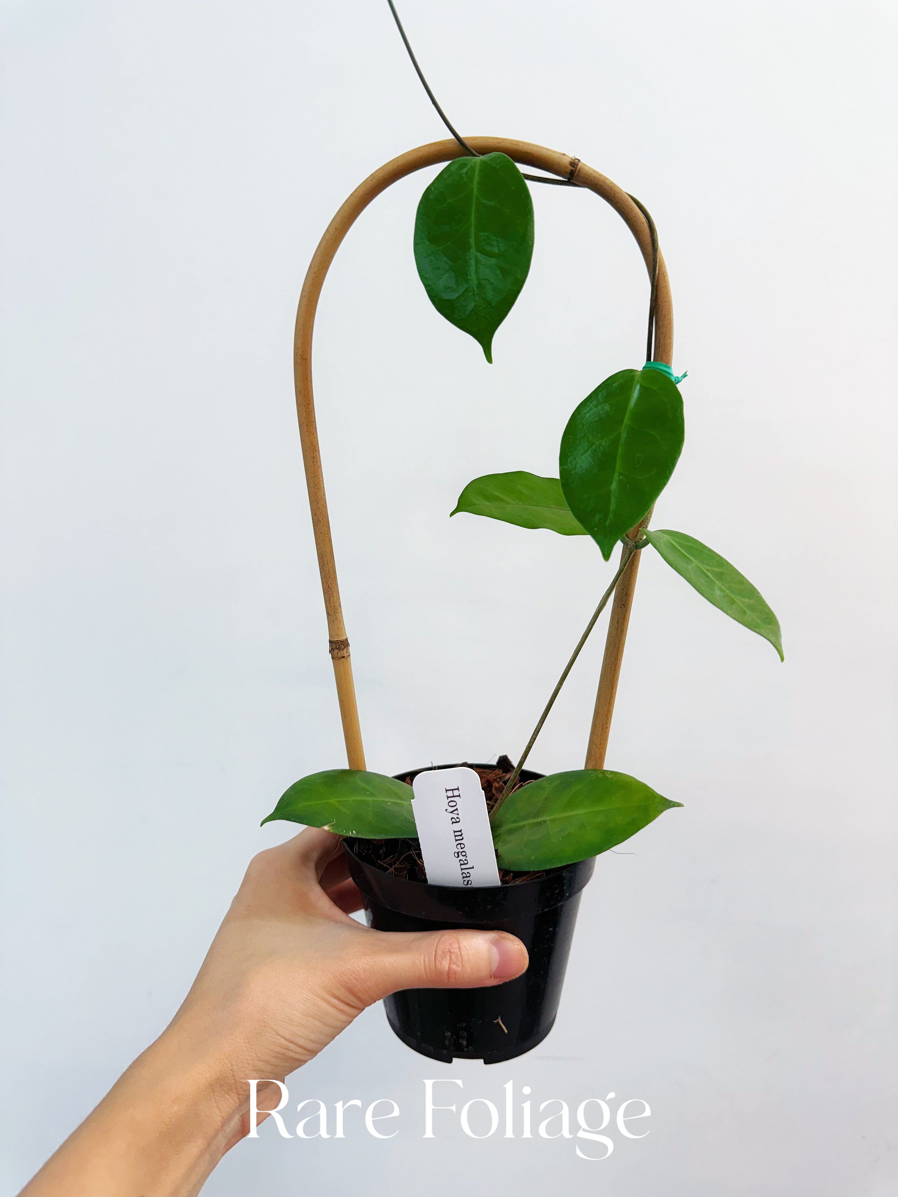 Hoya Megalaster x Self Trellis