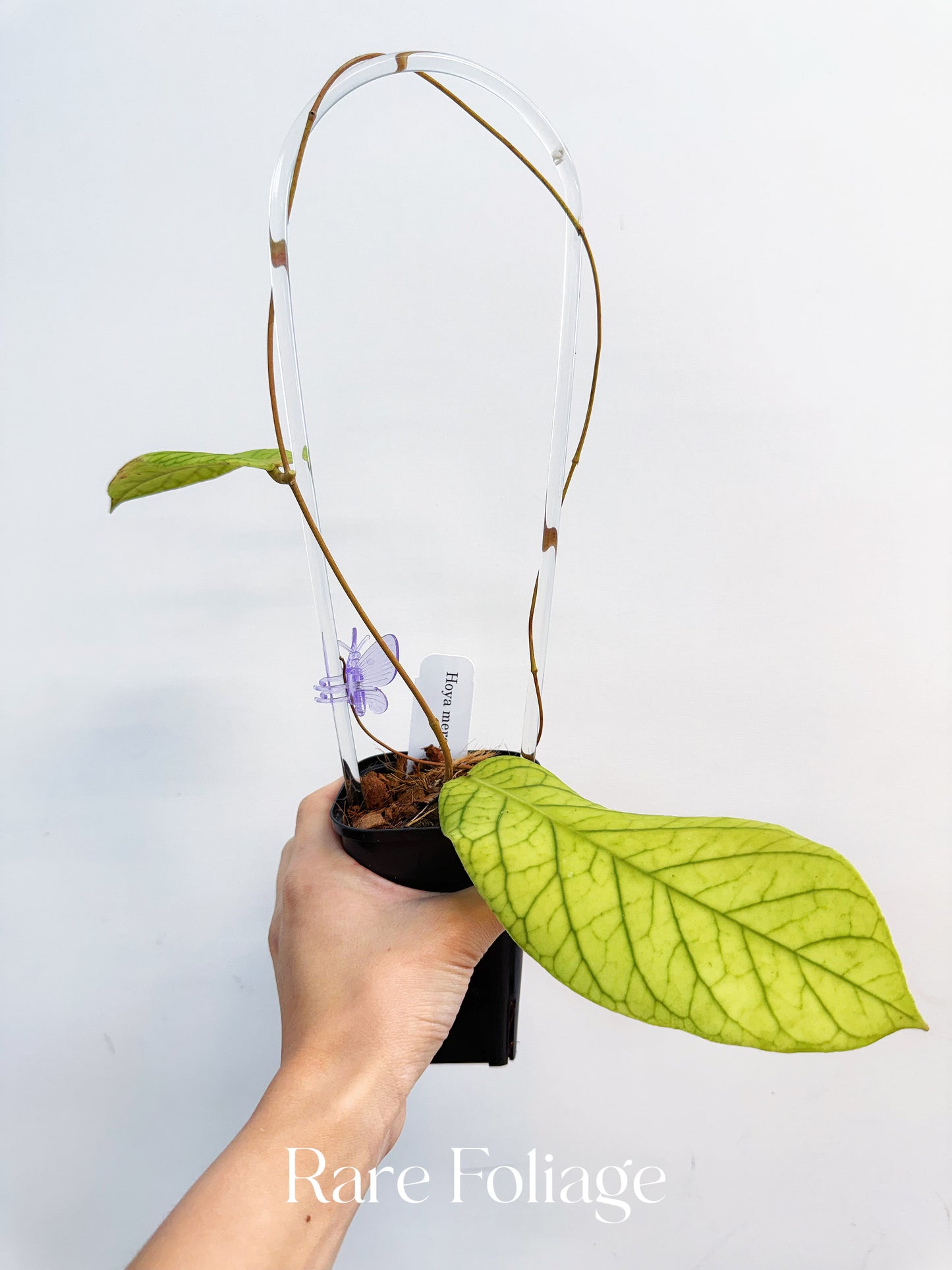 Hoya Meredithii 3"