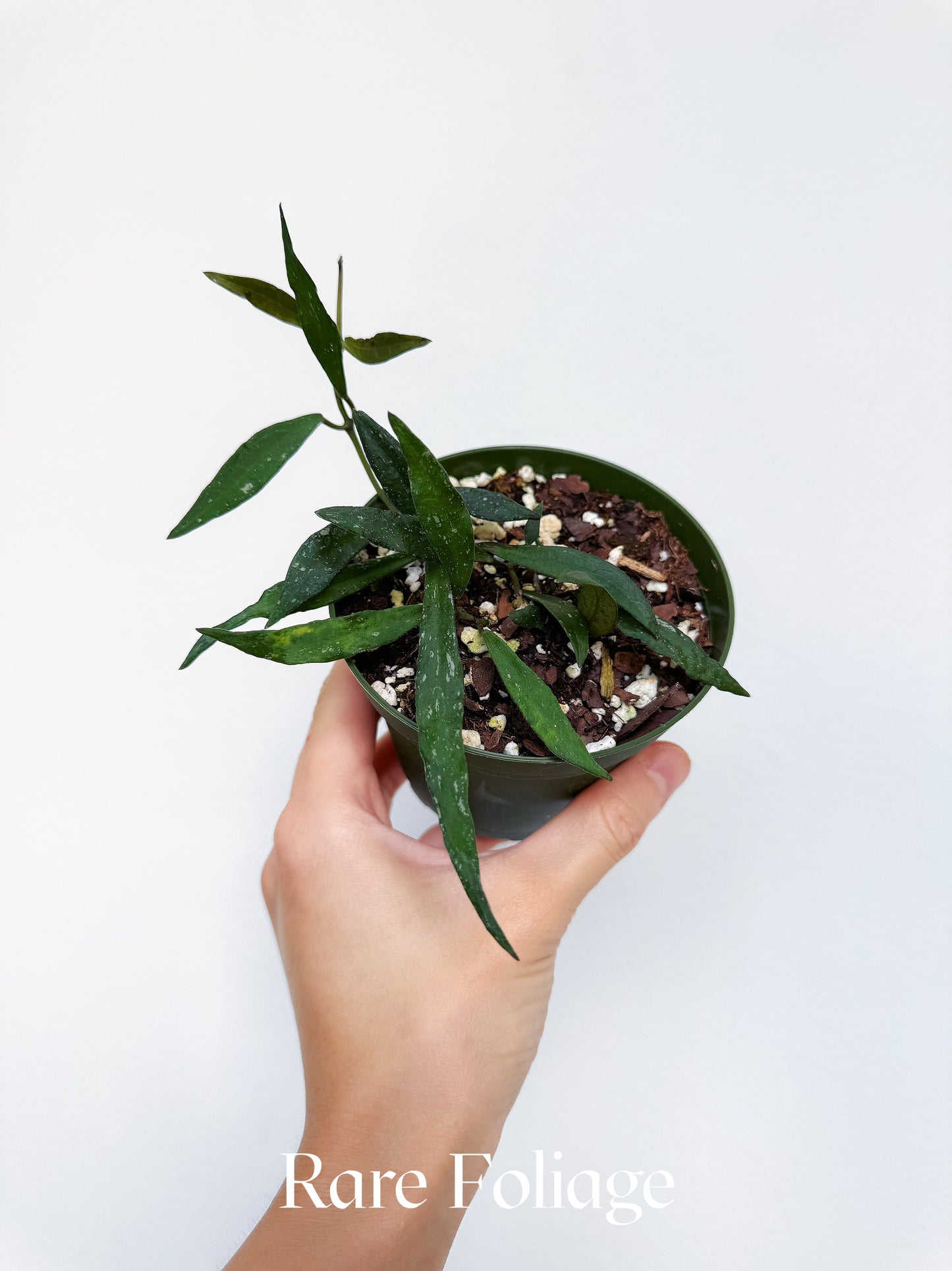 Hoya Mirabillis 4"
