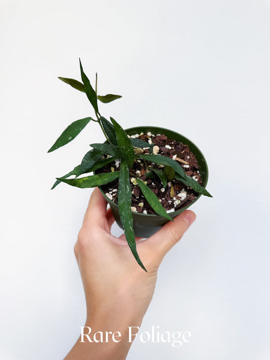 Hoya Mirabillis 4"