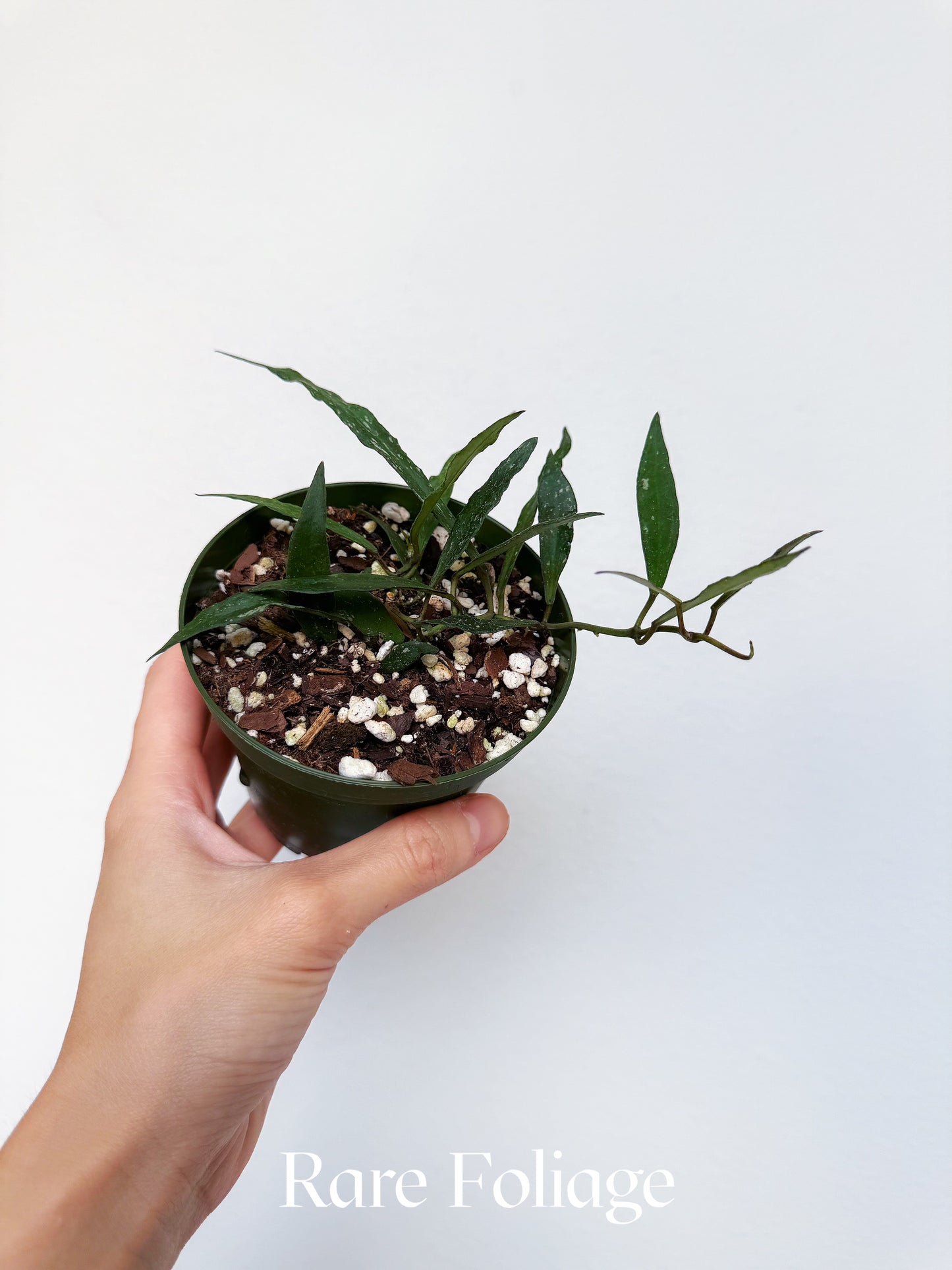 Hoya Mirabillis 4"