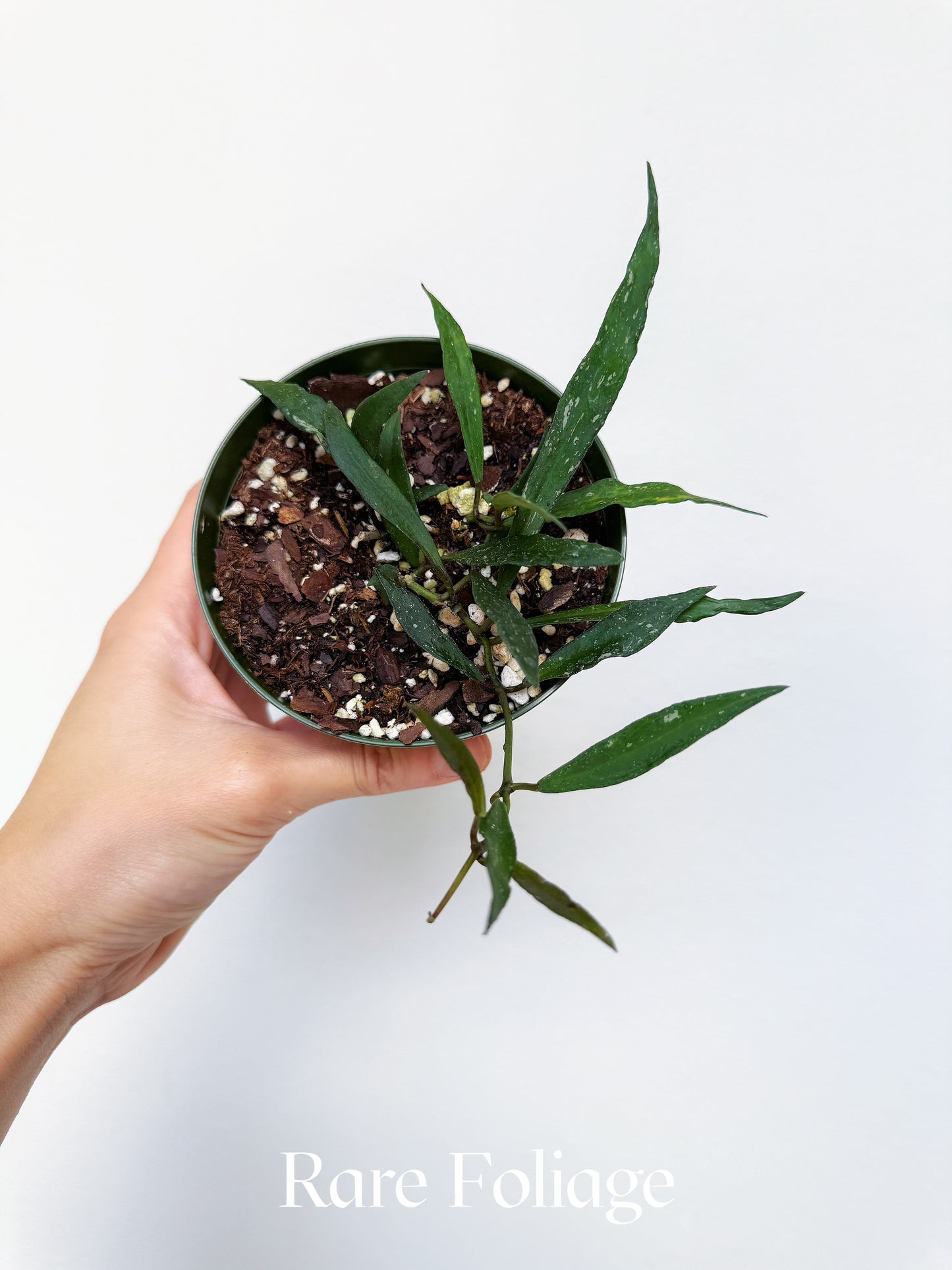 Hoya Mirabillis 4"