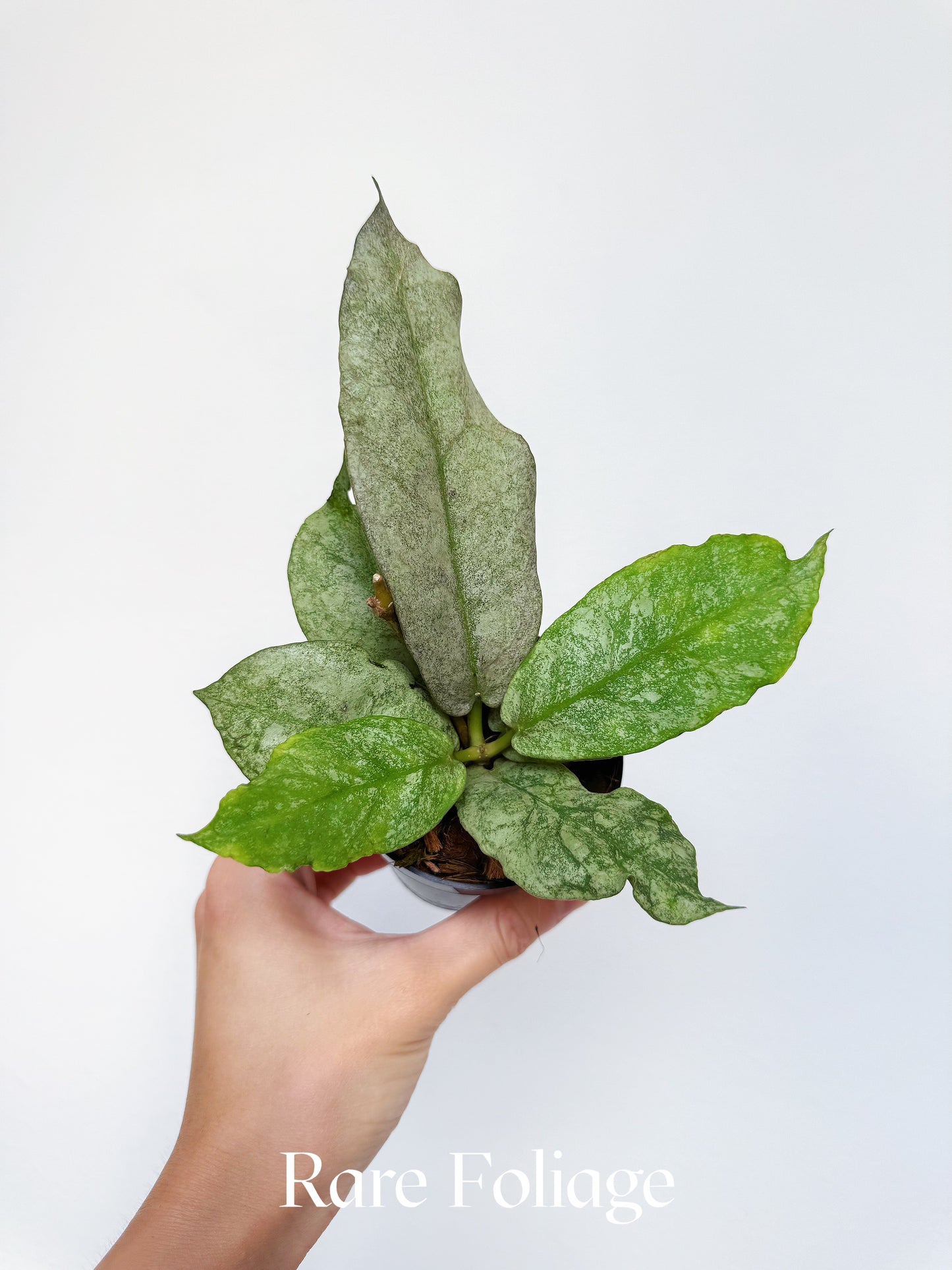 Hoya Mitrata Silver 3"