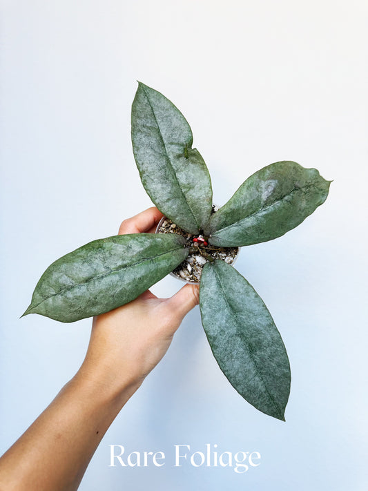 Hoya Mitrata Silver 3"