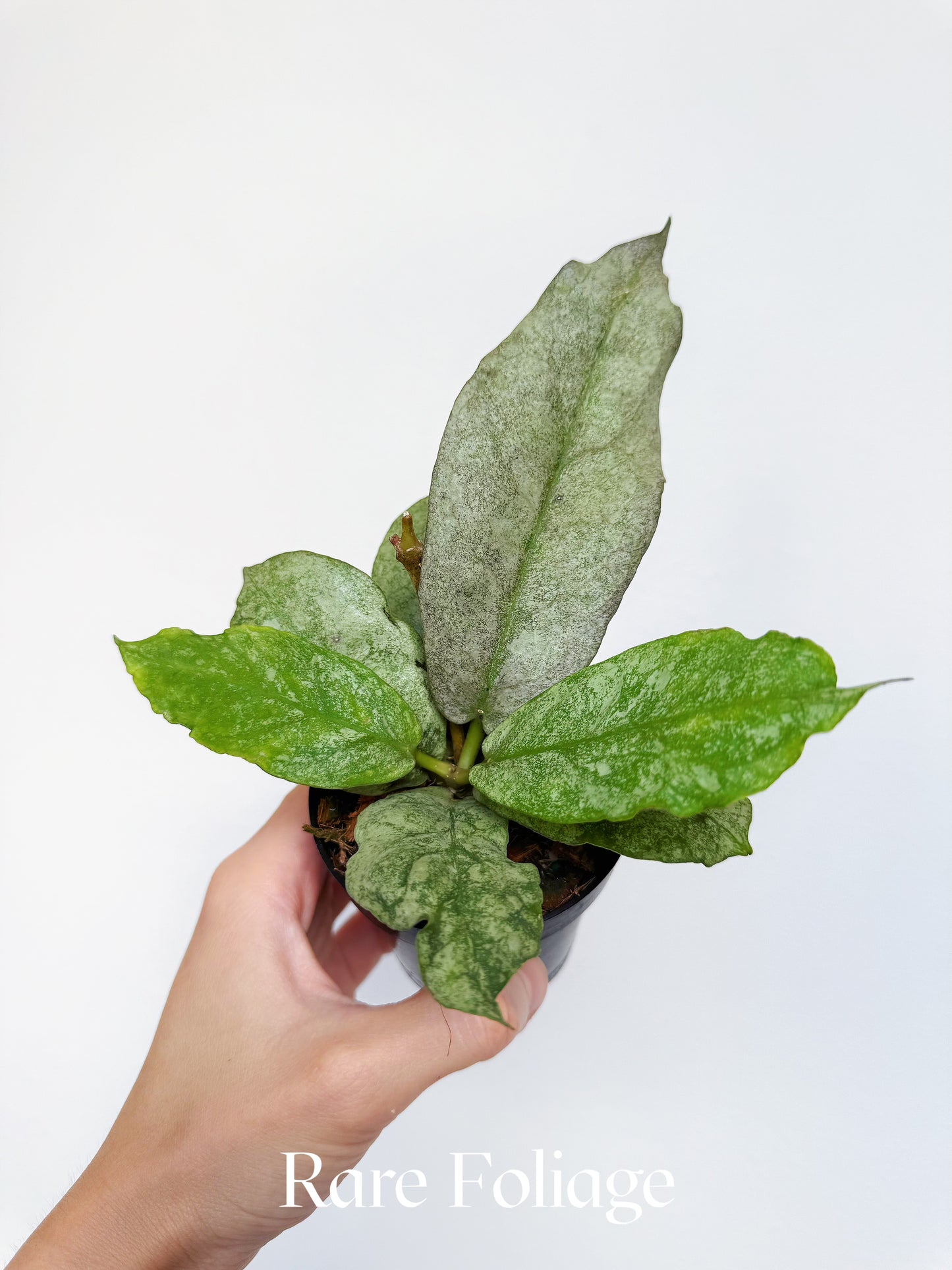Hoya Mitrata Silver 3"