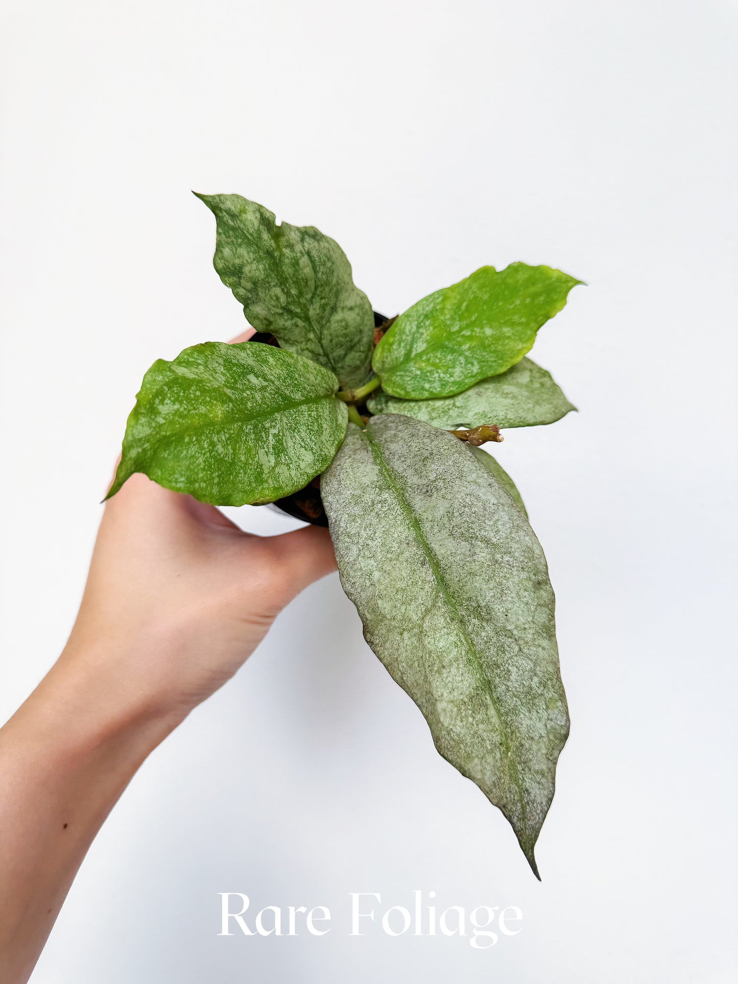 Hoya Mitrata Silver 3"