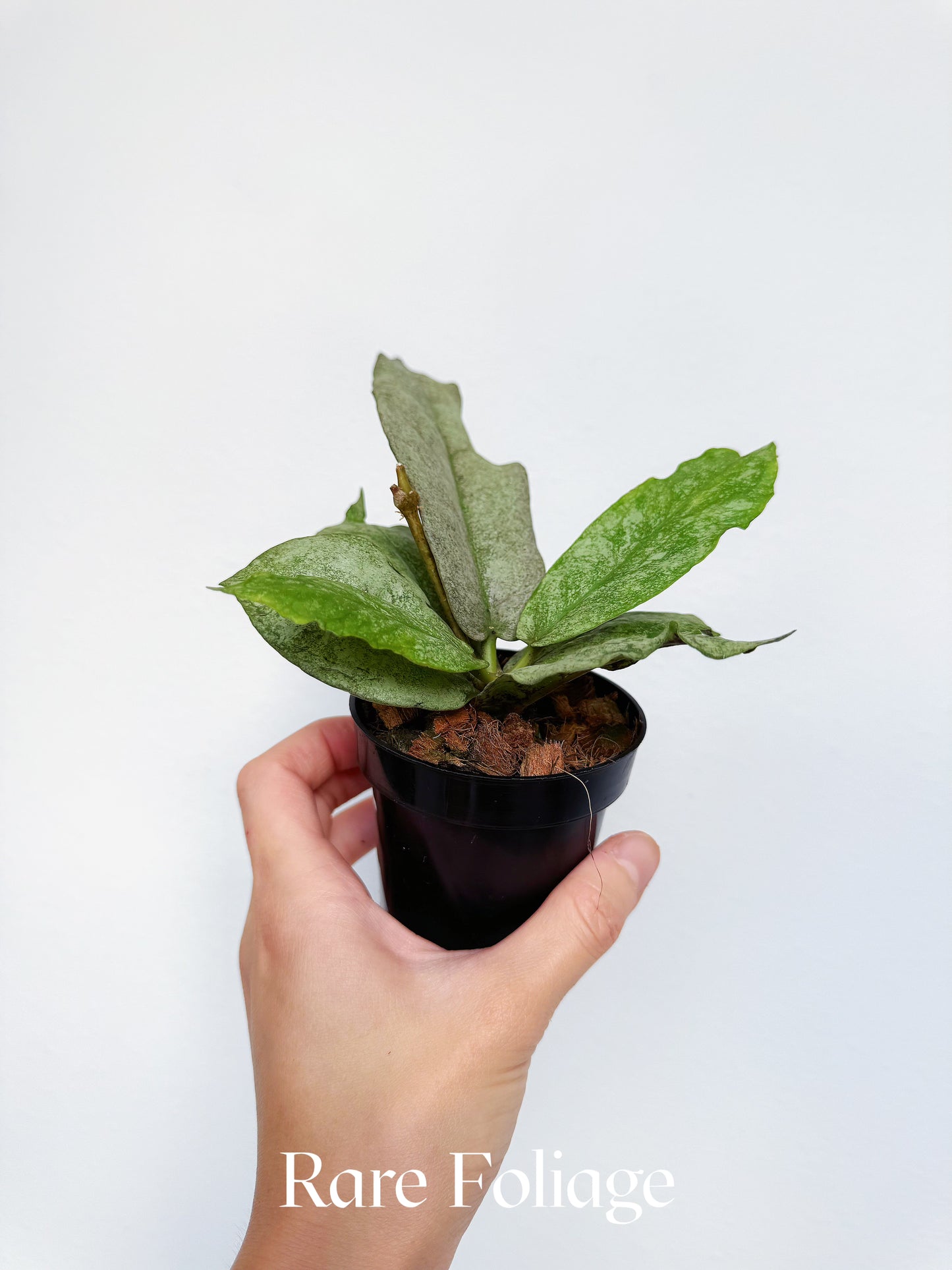 Hoya Mitrata Silver 3"