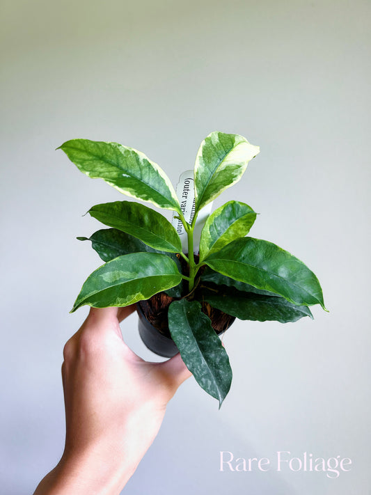 Hoya Multiflora Outer Variegated 3"