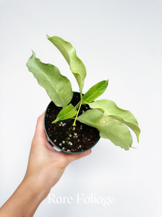 Hoya Multiflora Silver 4"
