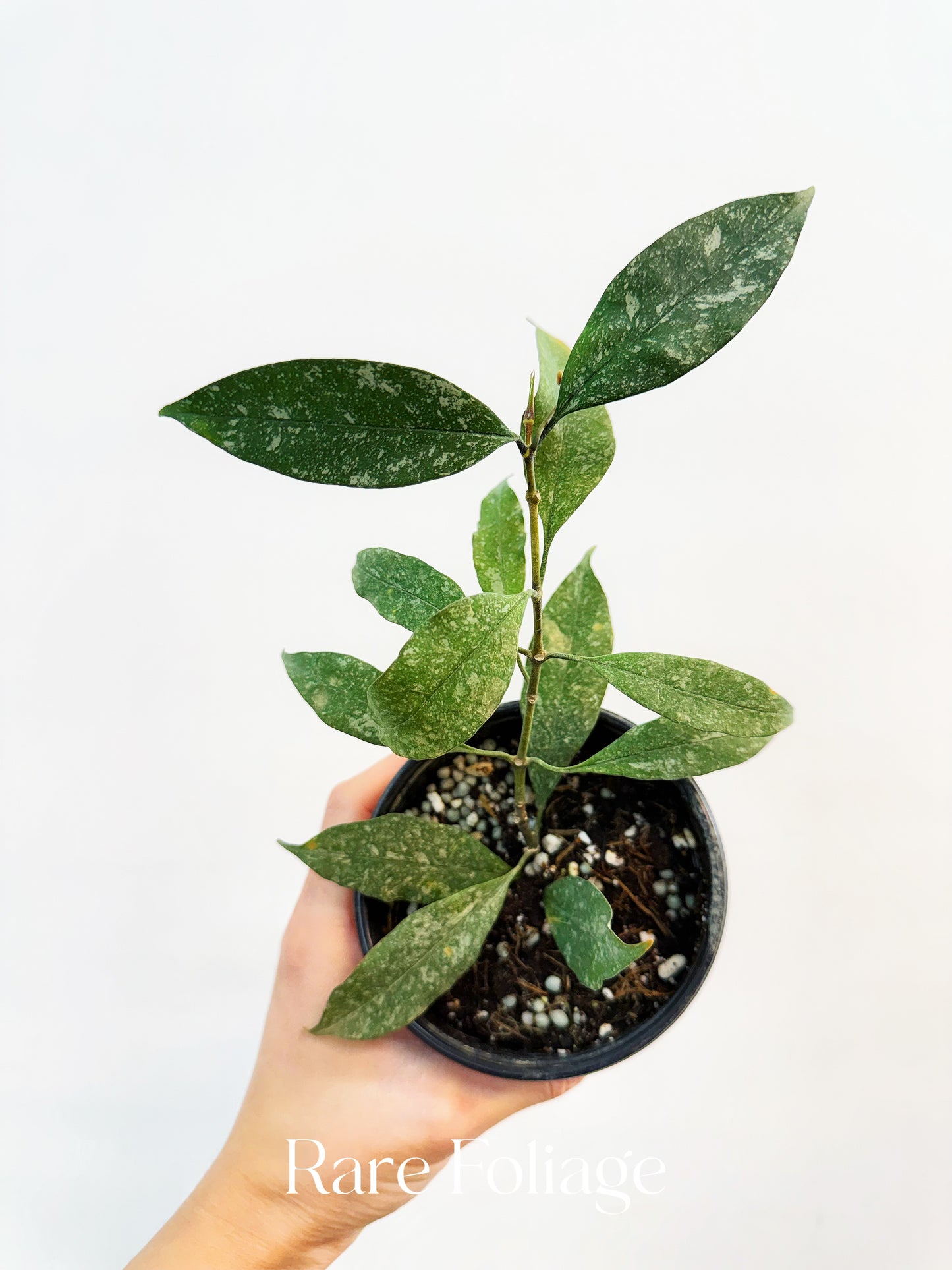 Hoya Multiflora Splash 4”
