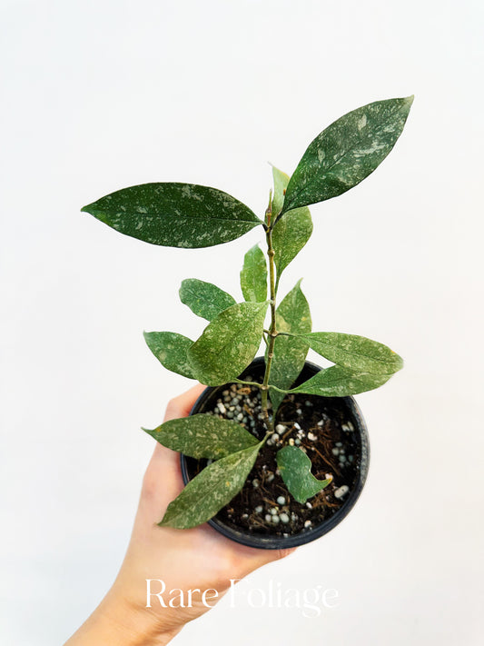 Hoya Multiflora Splash 4”
