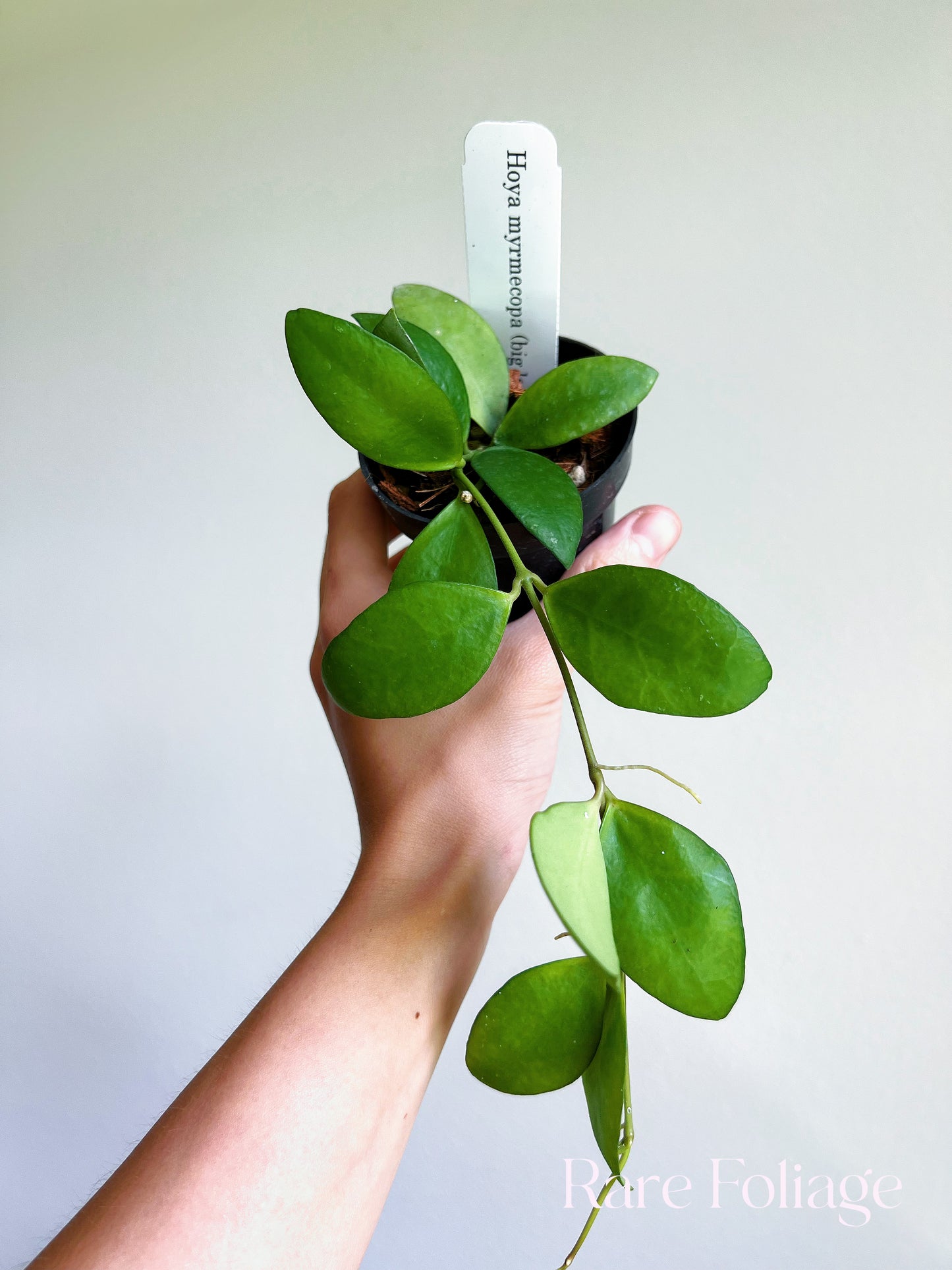 Hoya Myrmecopa Big Leaves 3"