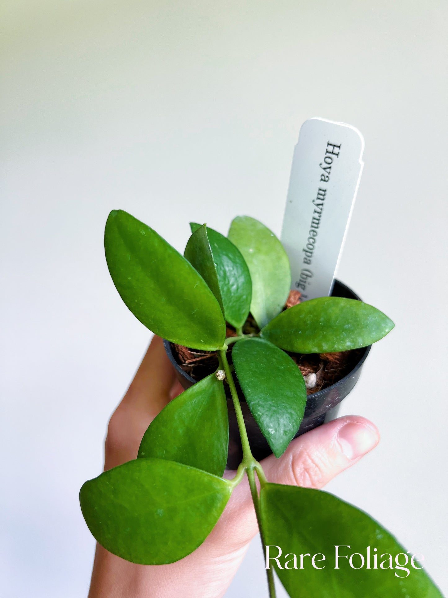 Hoya Myrmecopa Big Leaves 3"