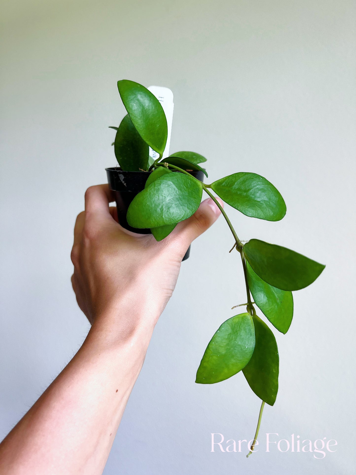 Hoya Myrmecopa Big Leaves 3"