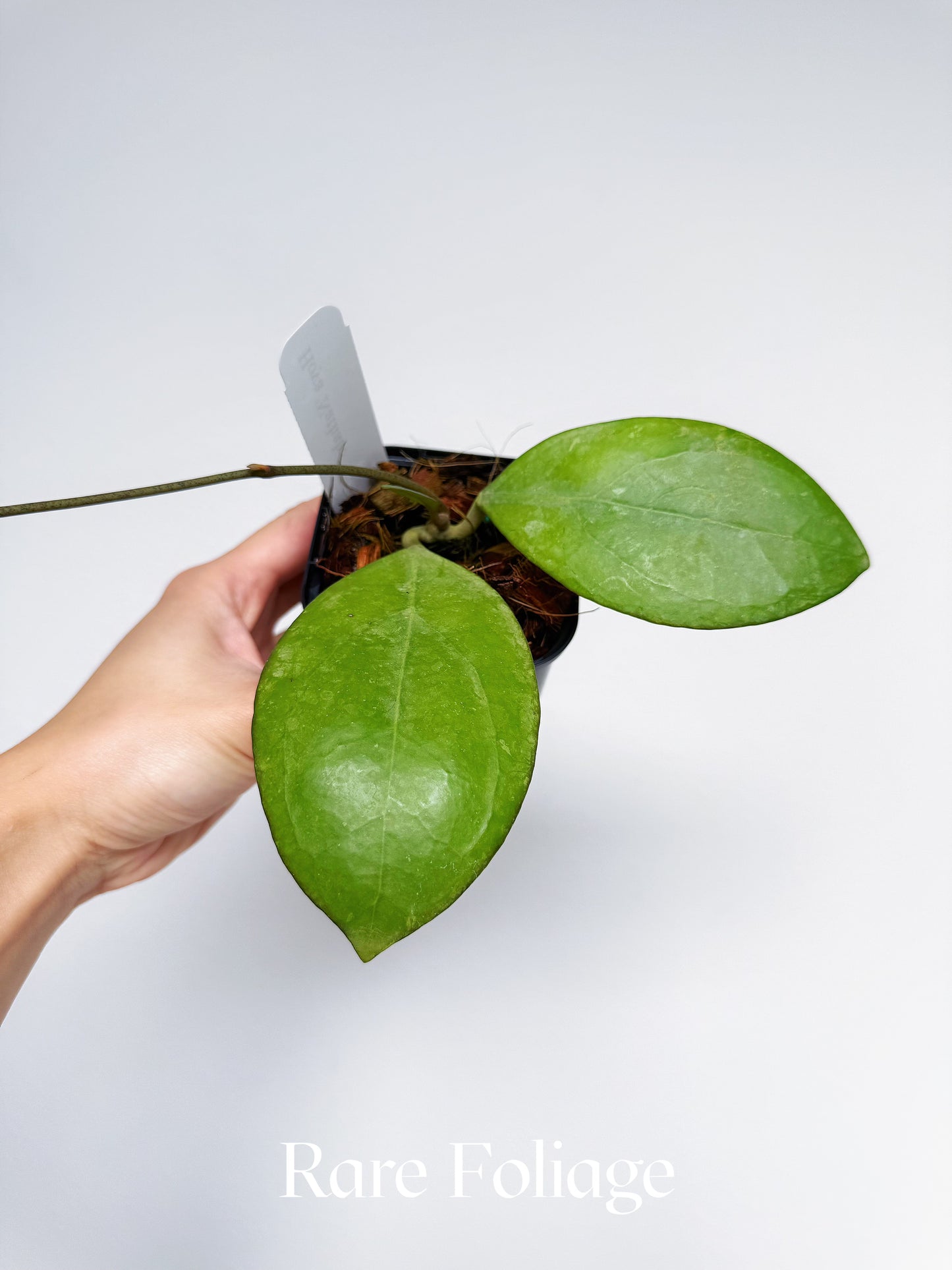 Hoya Nathalie 3"