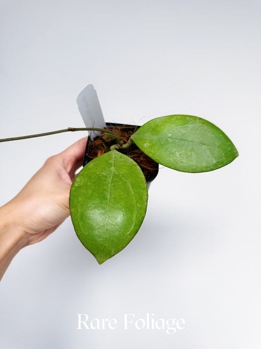 Hoya Nathalie 3"