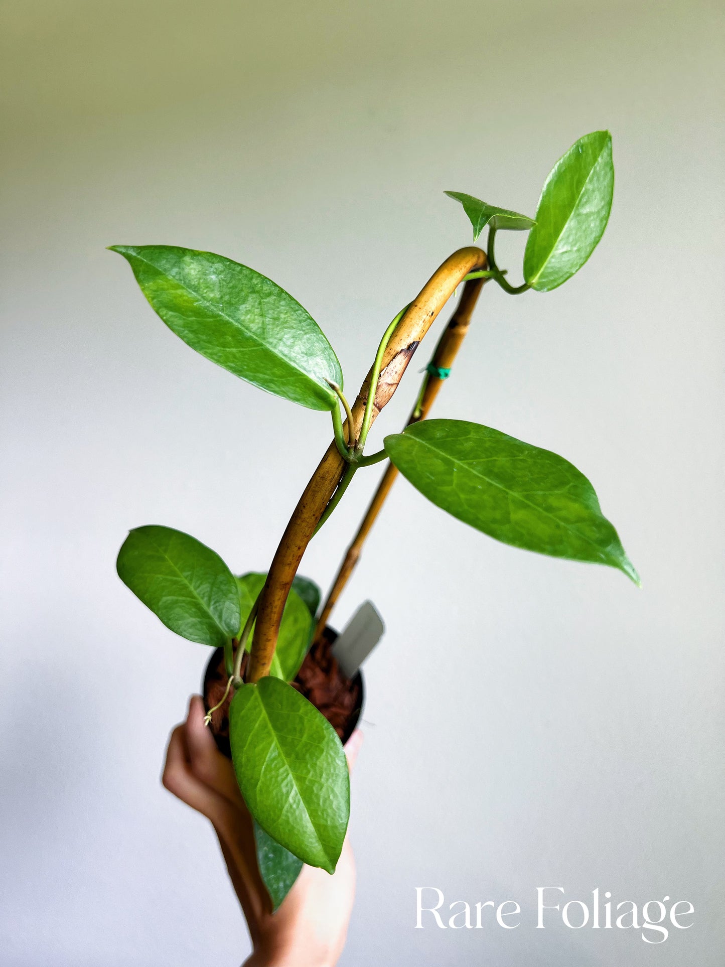 Hoya Naumannii Trellis 4"