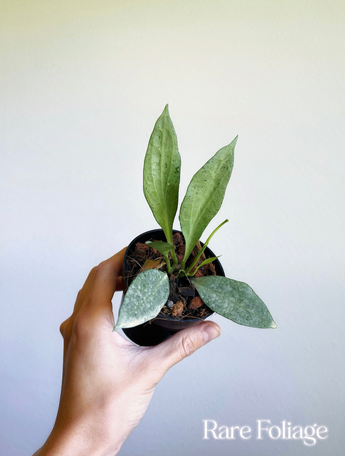 Hoya New Guinea Ghost 3”