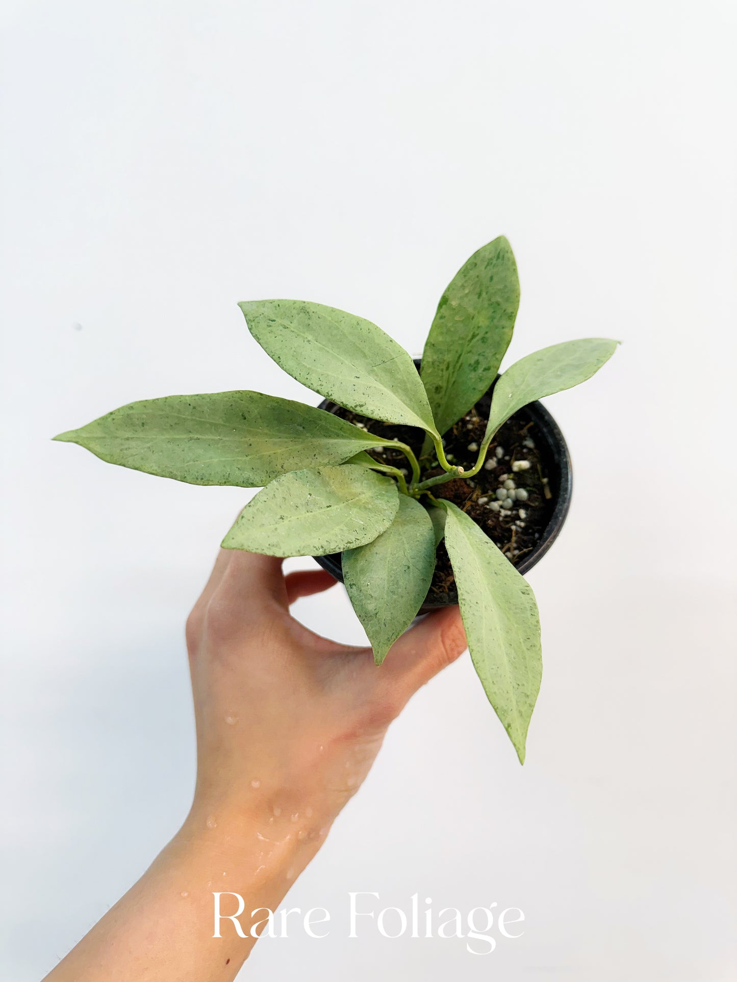 Hoya New Guinea Ghost 4”